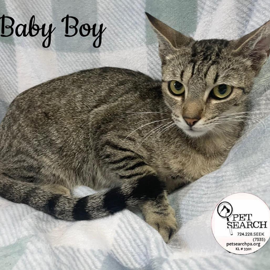 Enlarge Baby Boy, a Adoptable Domestic Short Hair in Washington, PA image 2/2