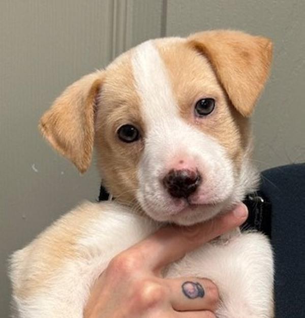 Susie Q, Adoptable, Puppy Female Labrador Retriever & Australian Cattle Dog / Blue Heeler.