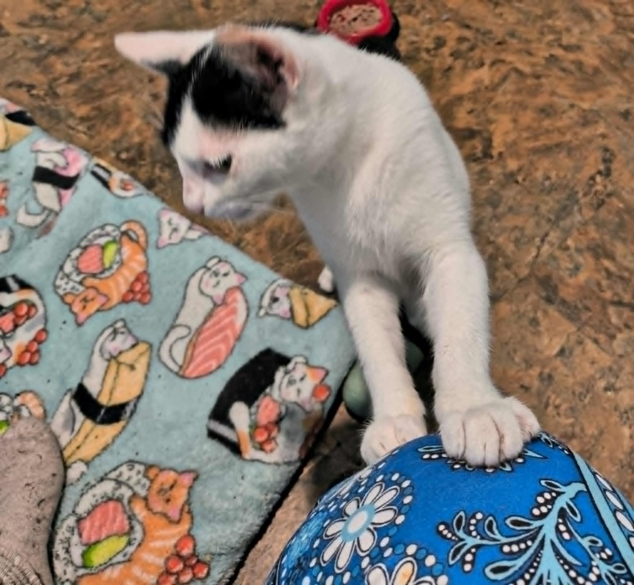 Petunia, Adopted, Young Female Domestic Short Hair.