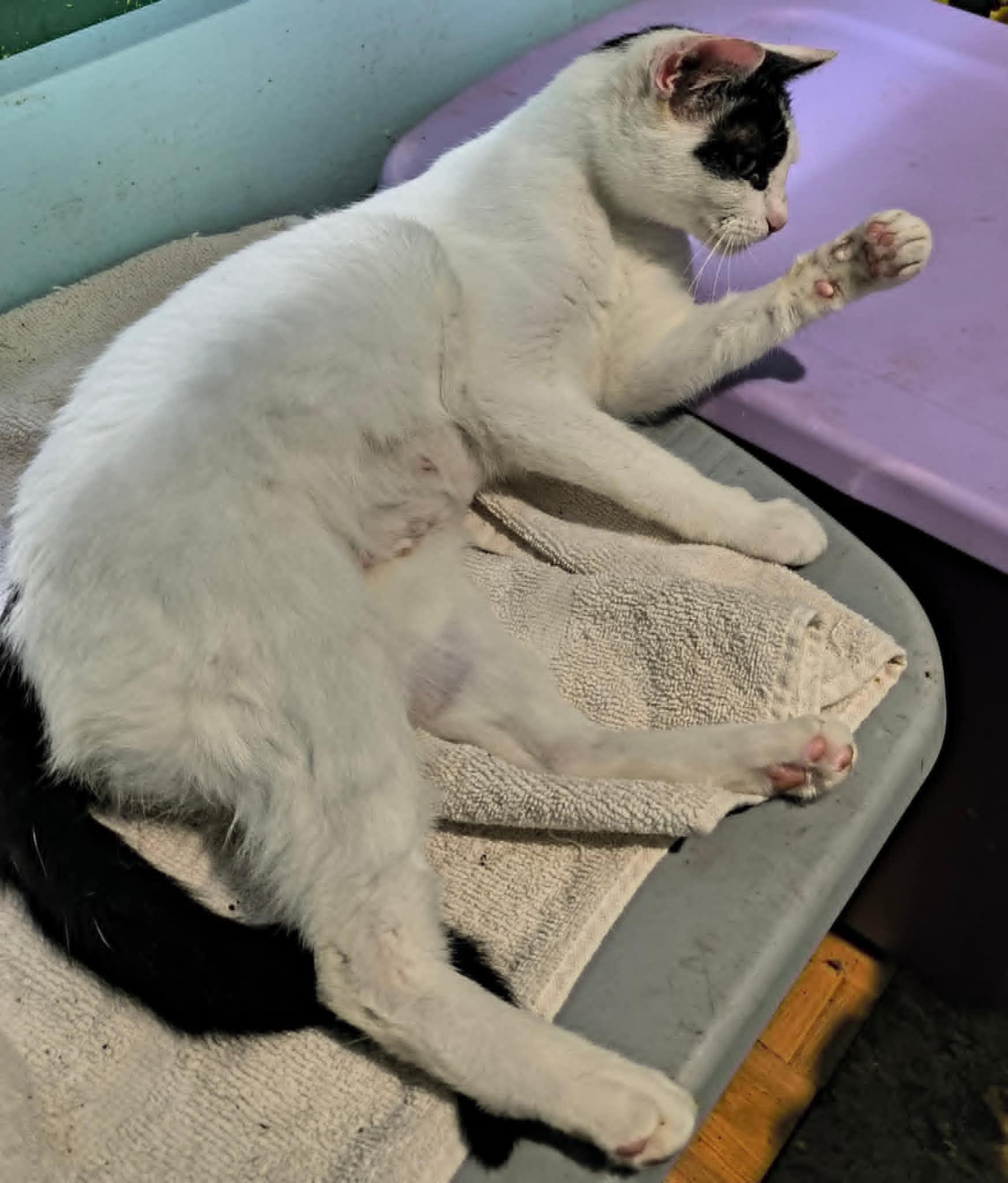 Enlarge Petunia, a Adopted Domestic Short Hair in Hammond, OR image 2/3