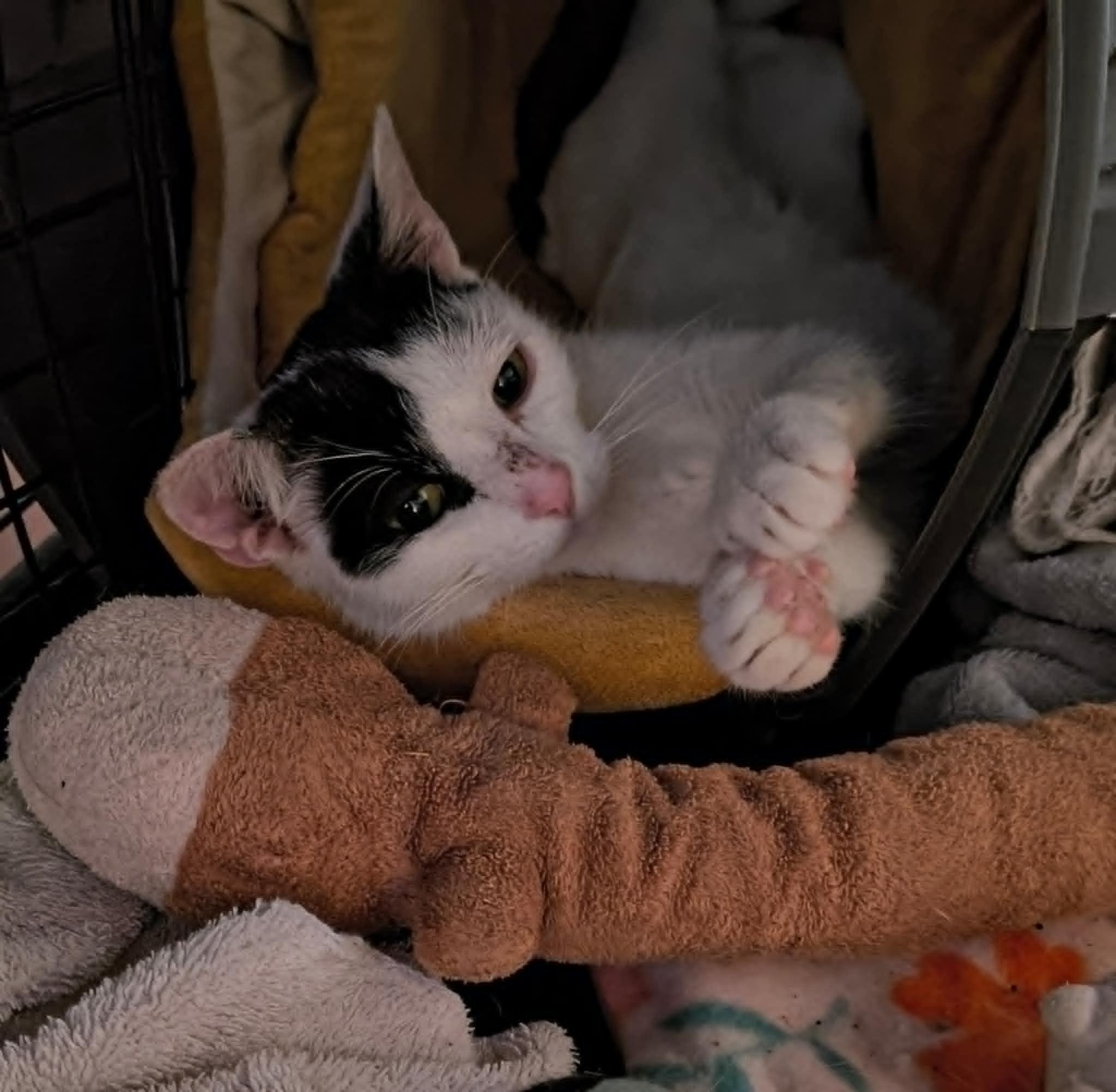 Enlarge Petunia, a Adopted Domestic Short Hair in Hammond, OR image 3/3