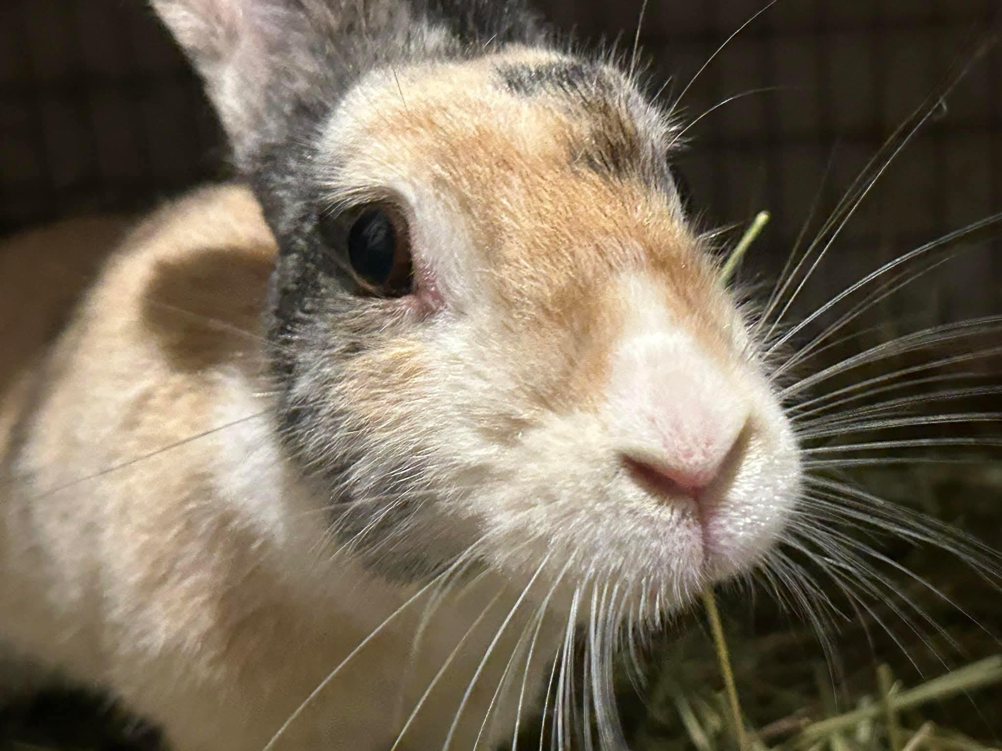 Janis Hoplin, a Adoptable Harlequin in Paradis, LA image 1/6