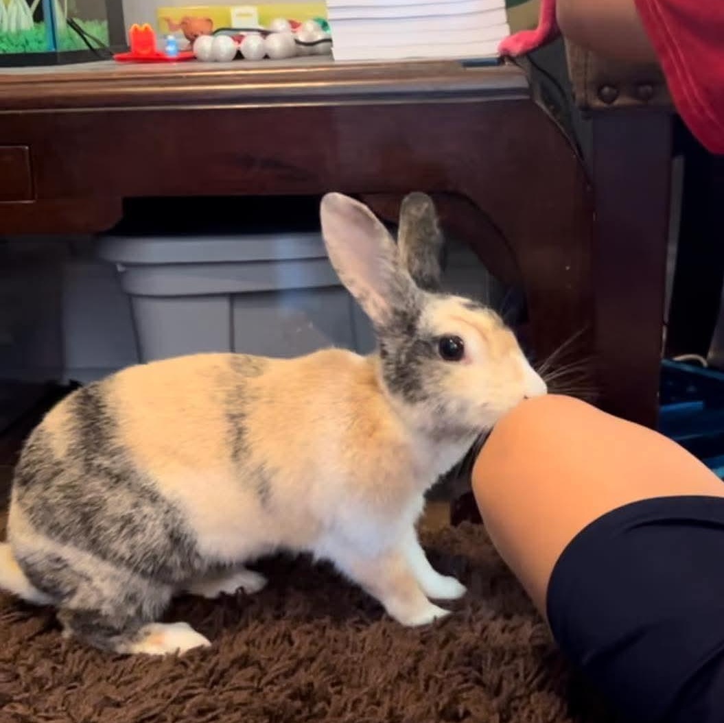 Janis Hoplin, Adoptable, Young Female Harlequin.