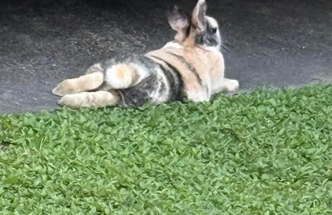 Janis Hoplin, a Adoptable Harlequin in Paradis, LA image 3/6