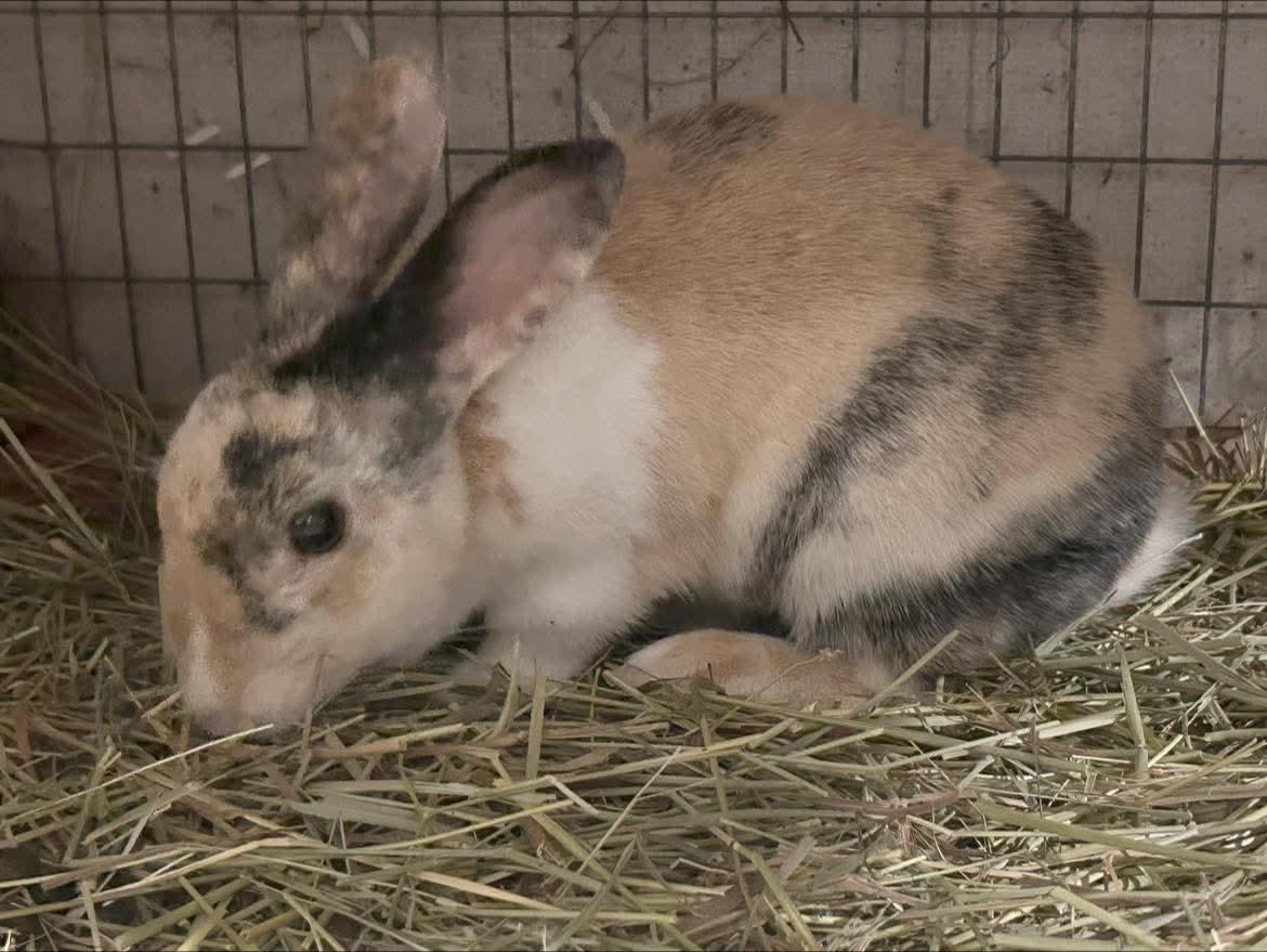 Janis Hoplin, a Adoptable Harlequin in Paradis, LA image 4/6