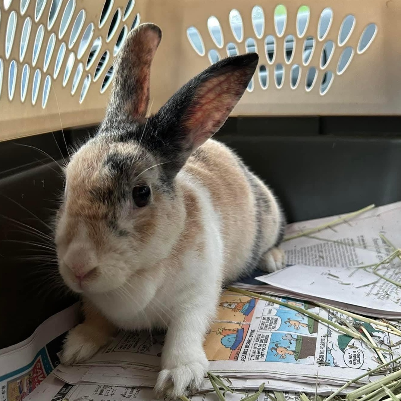 Janis Hoplin, a Adoptable Harlequin in Paradis, LA image 5/6