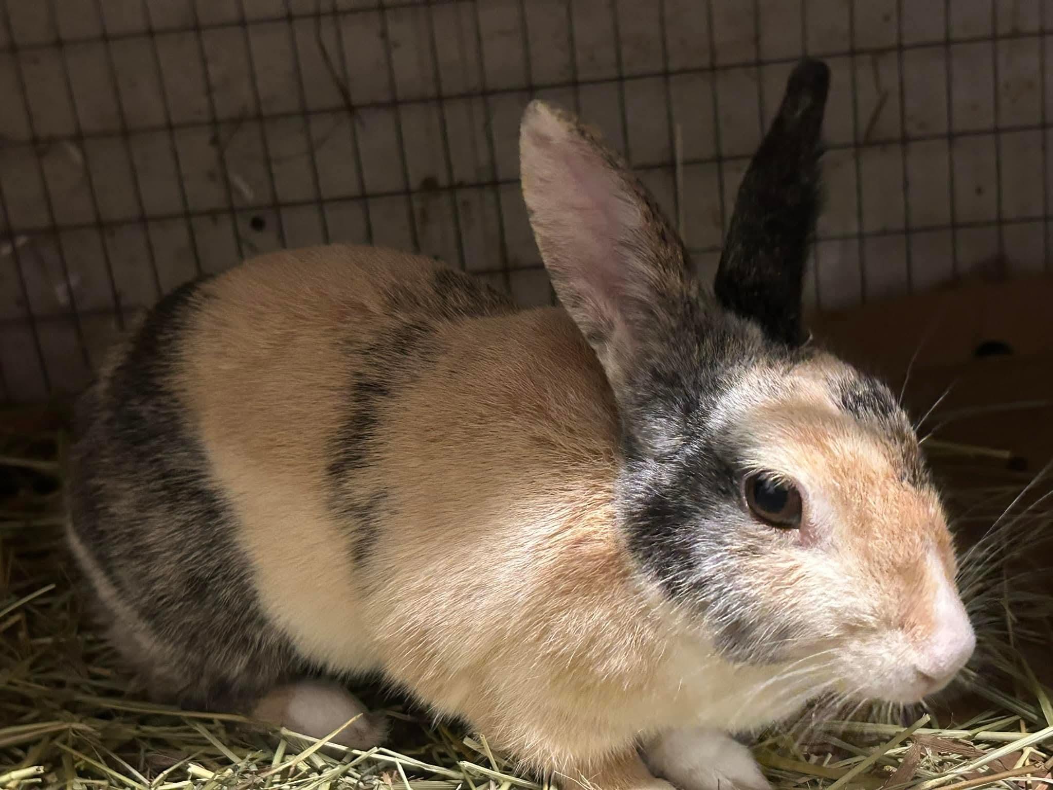 Janis Hoplin, a Adoptable Harlequin in Paradis, LA image 6/6