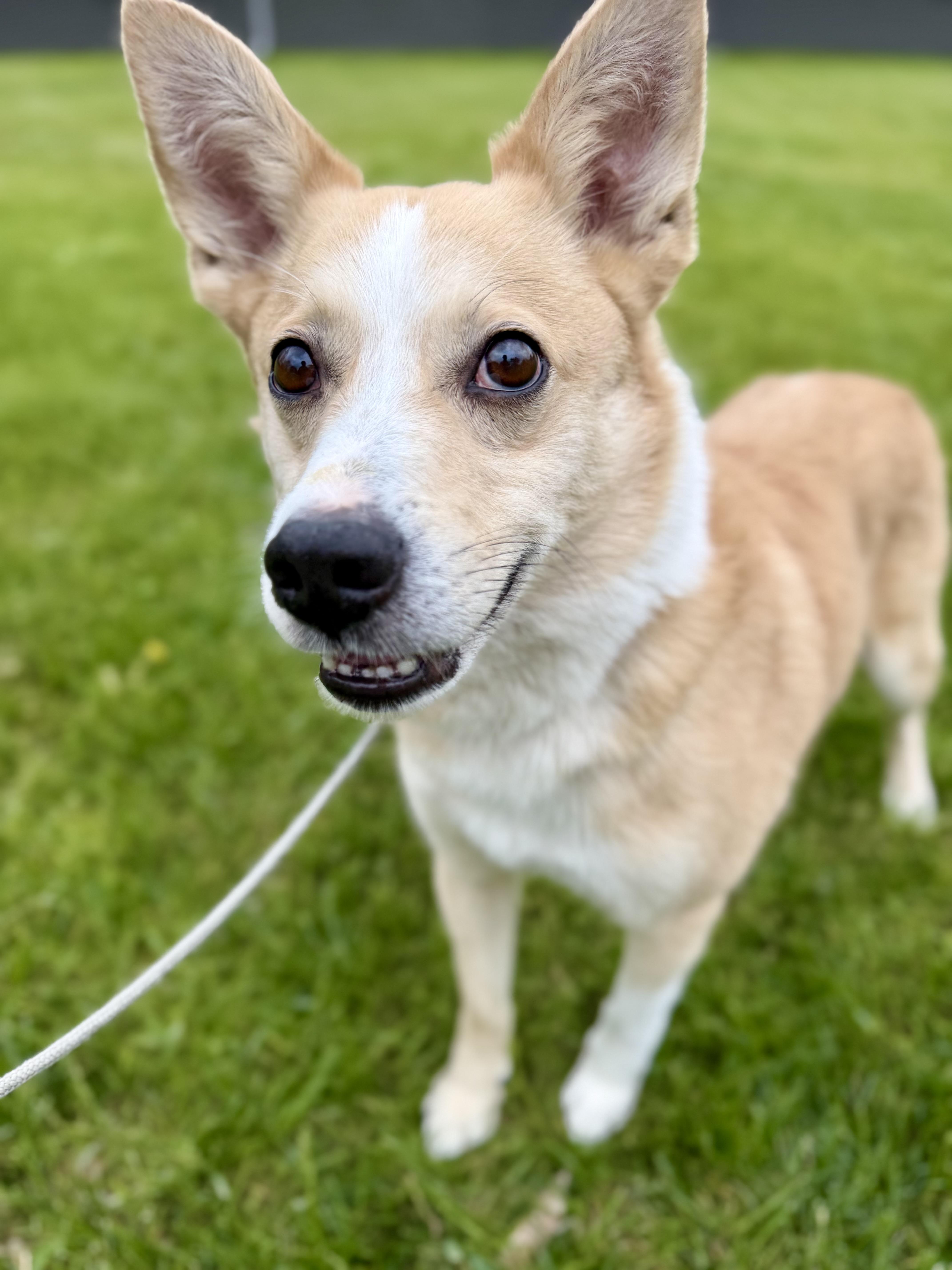 Chester, an adopted mixed breed in Madison Heights, MI image 3/6