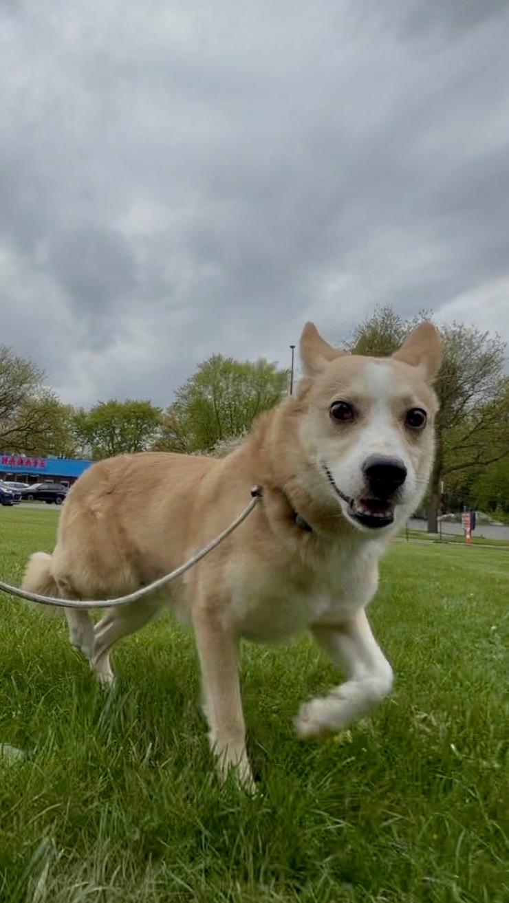 Chester, an adopted mixed breed in Madison Heights, MI image 6/6