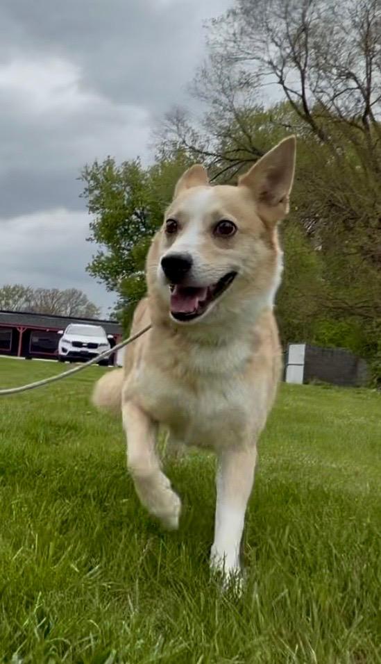 Chester, an adopted mixed breed in Madison Heights, MI image 5/6