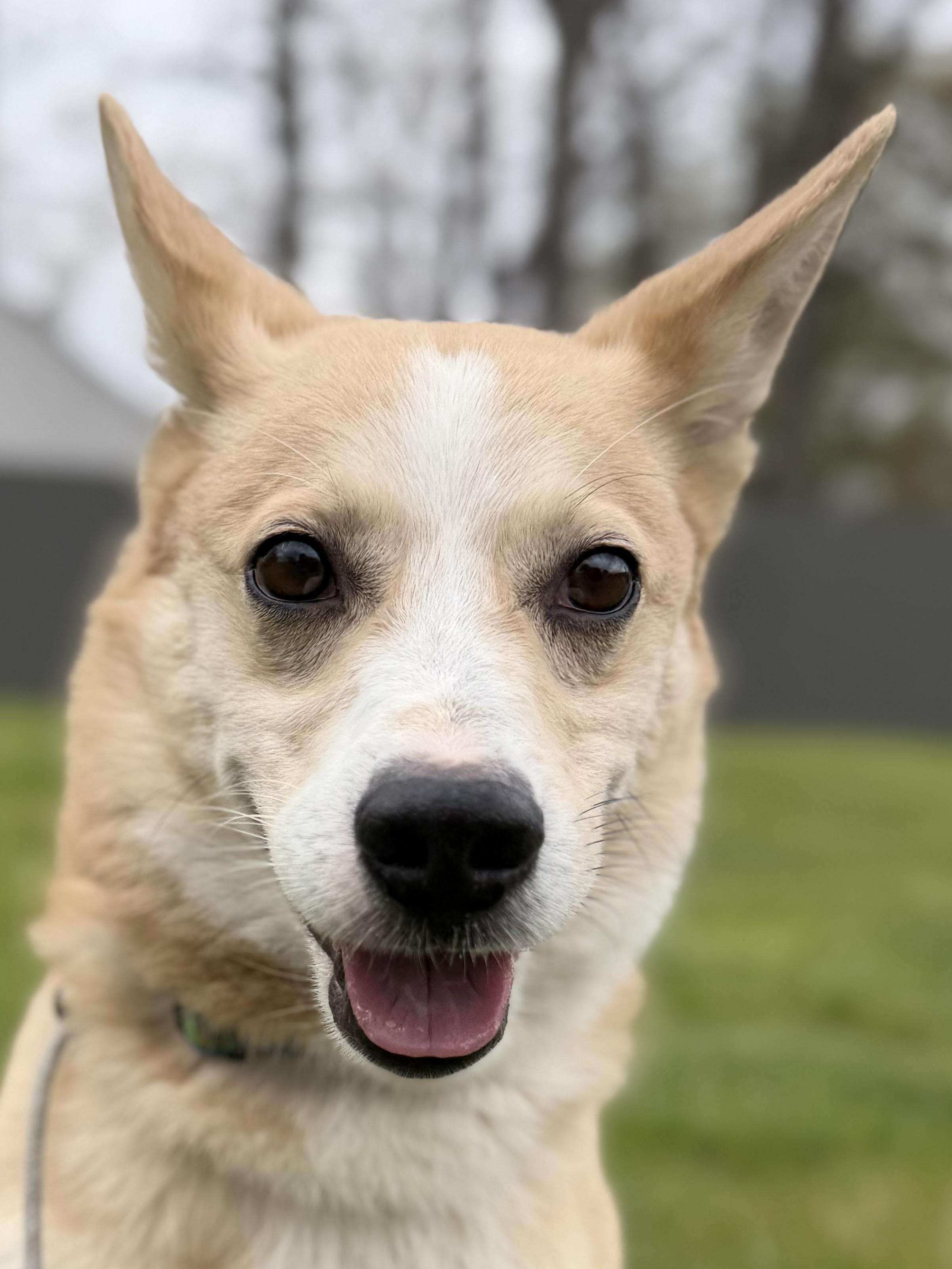 Chester, an adopted mixed breed in Madison Heights, MI image 1/6