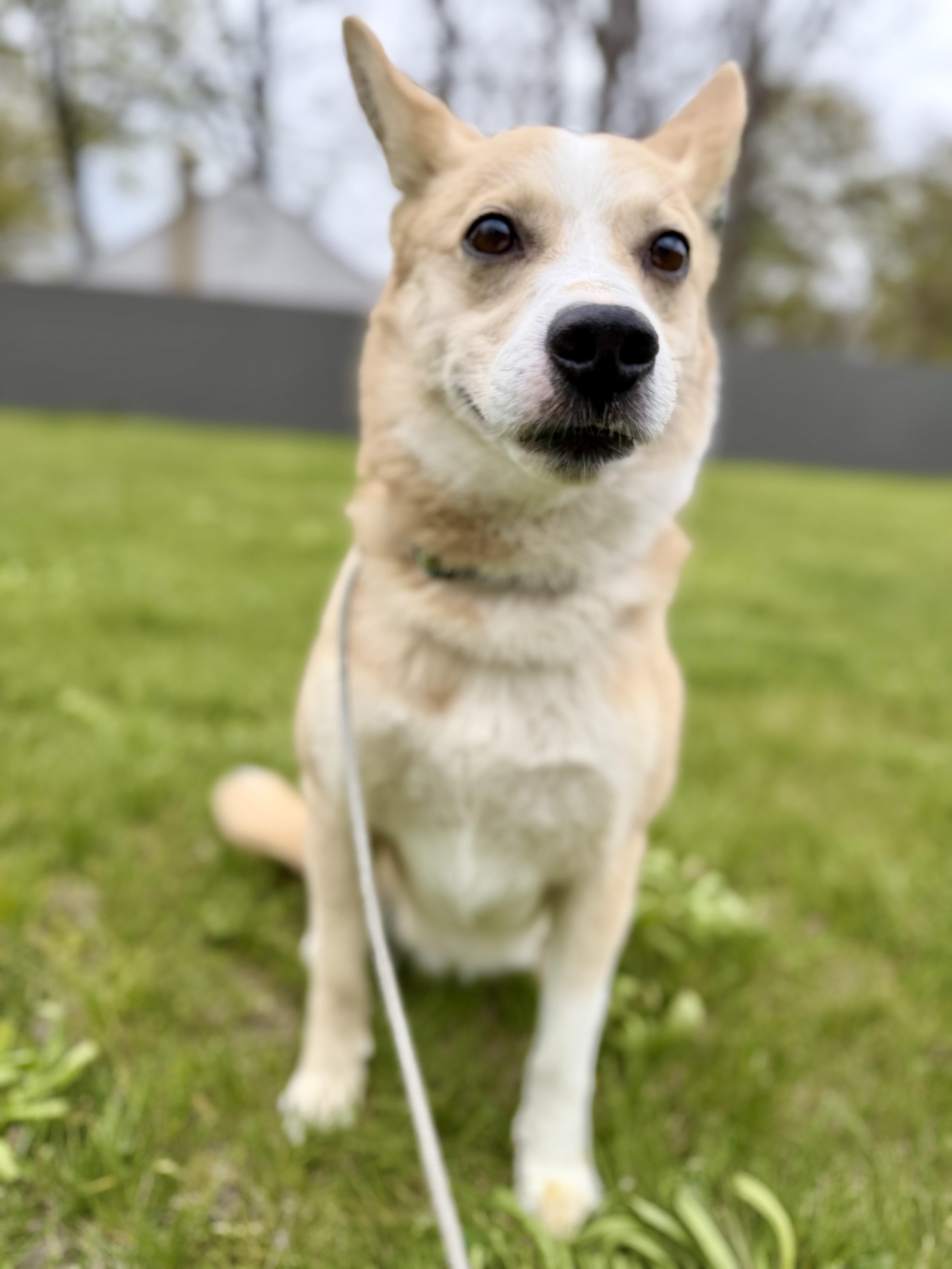 Chester, an adopted mixed breed in Madison Heights, MI image 2/6