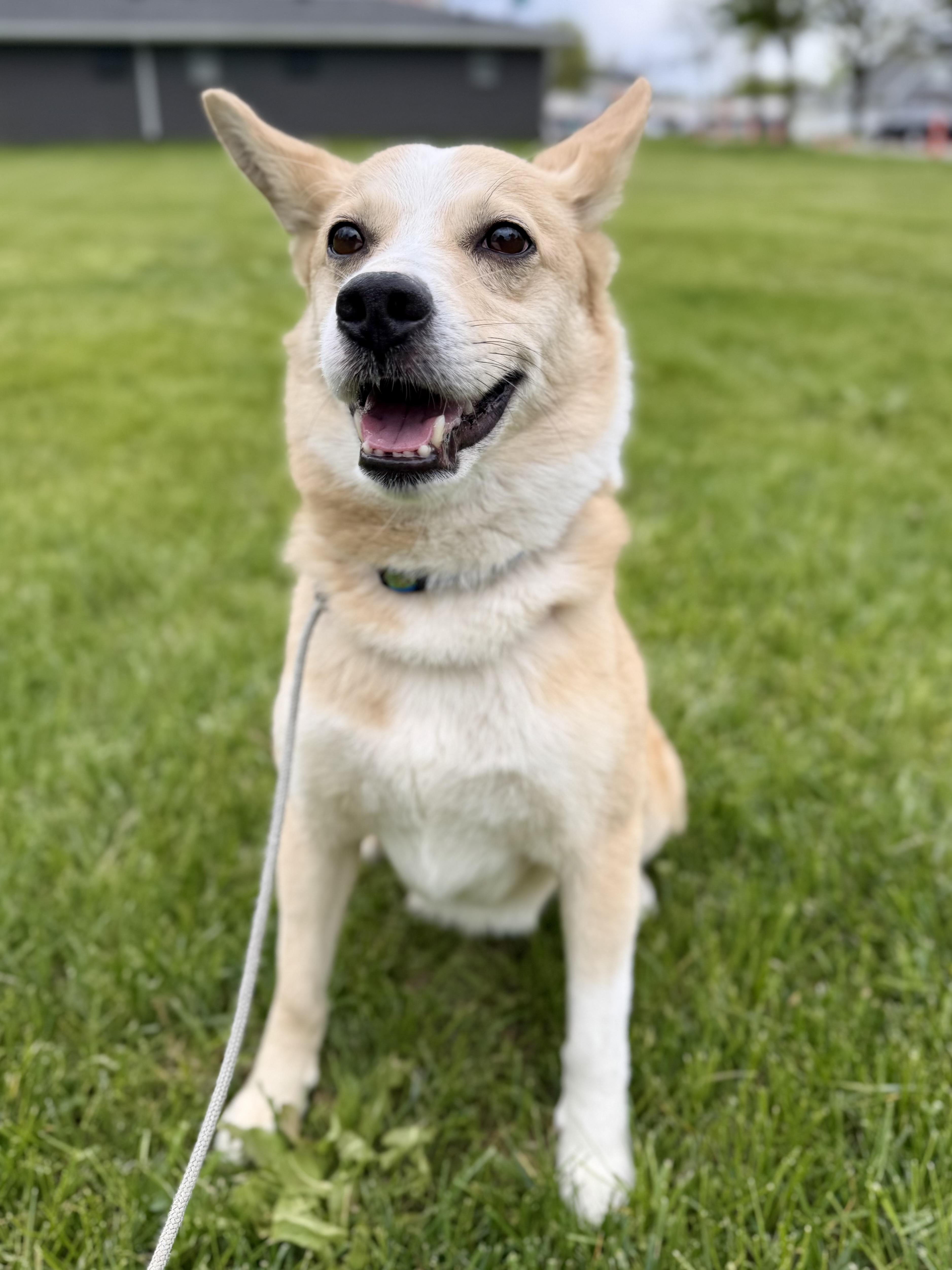 Chester, an adopted mixed breed in Madison Heights, MI image 4/6