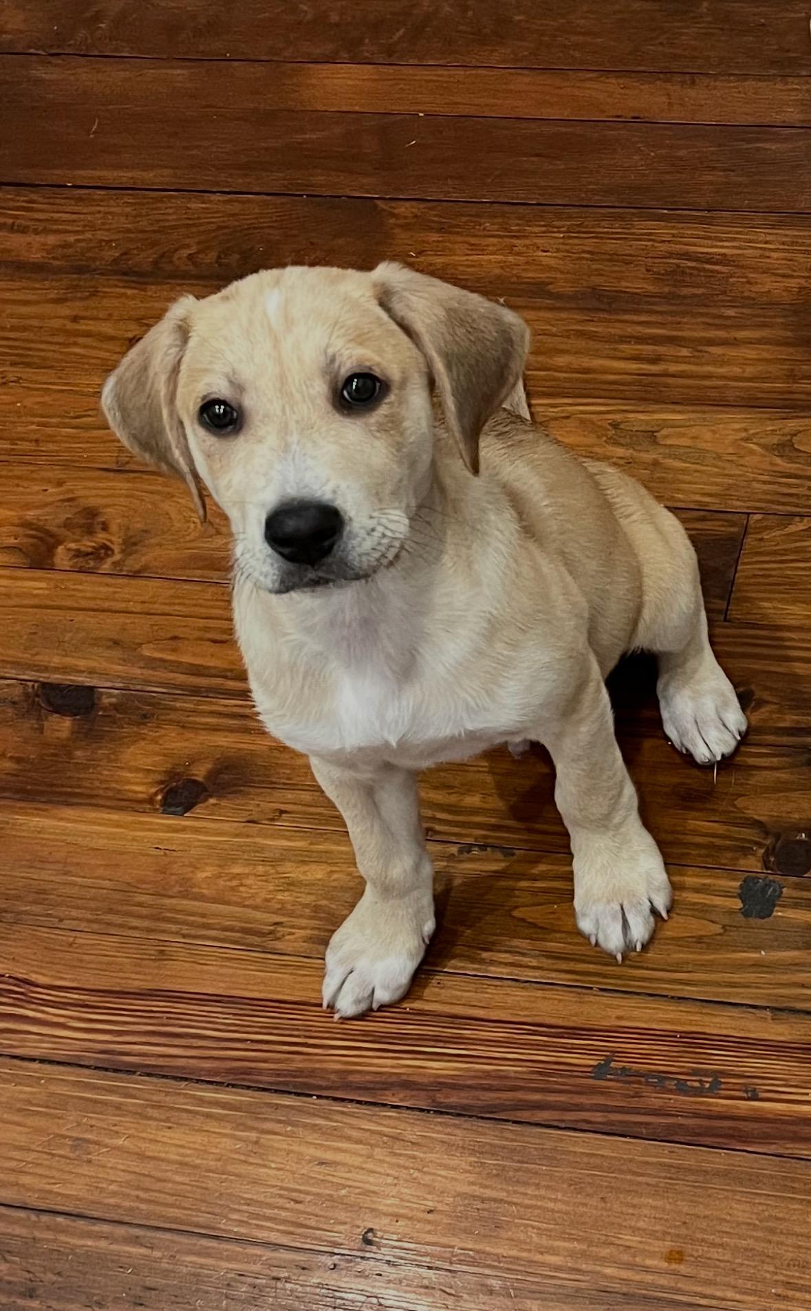 Jury, adopted, Puppy Male Golden Retriever & English Pointer.