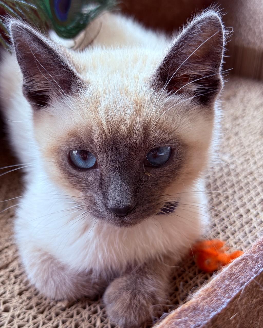 Stardust (bonded with Ziggy), Adoptable, Kitten Male Siamese.