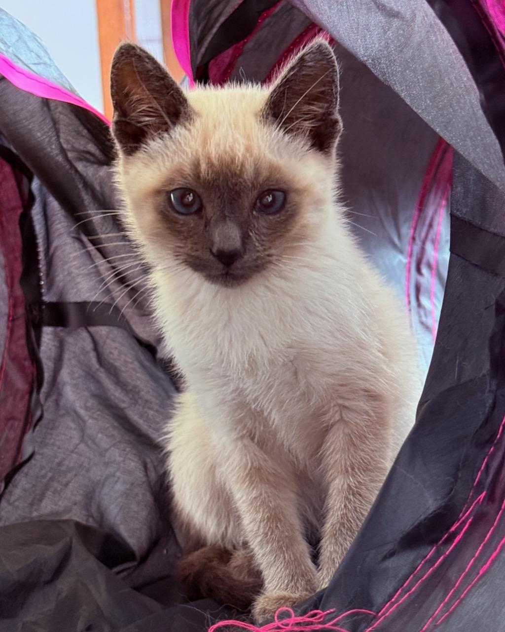 Stardust (bonded with Ziggy), a Adoptable Siamese in San Francisco, CA image 2/6