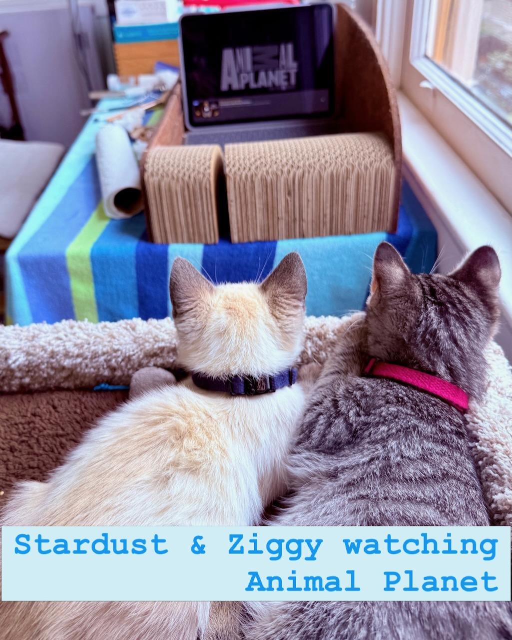 Stardust (bonded with Ziggy), a Adoptable Siamese in San Francisco, CA image 4/6
