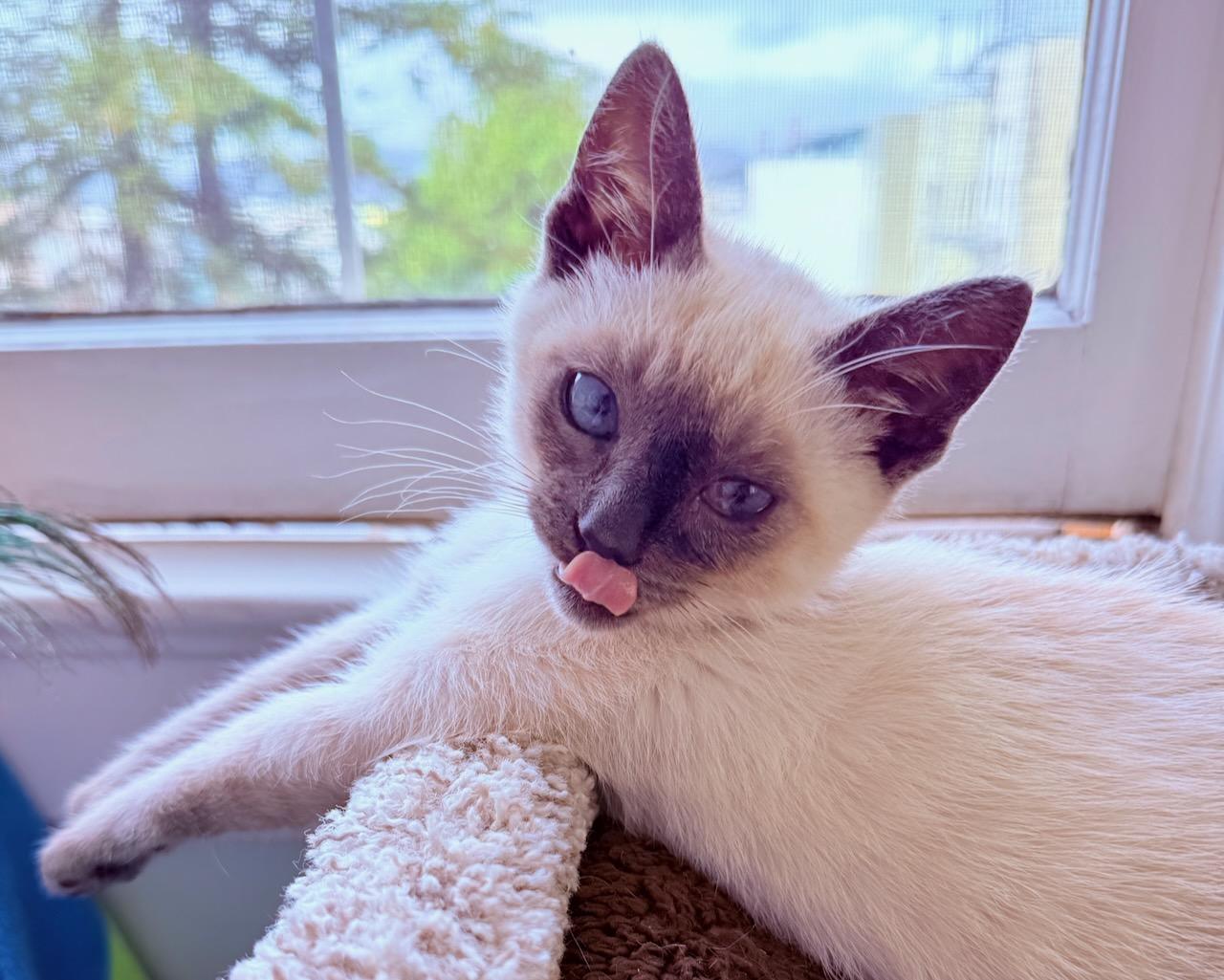 Stardust (bonded with Ziggy), a Adoptable Siamese in San Francisco, CA image 5/6
