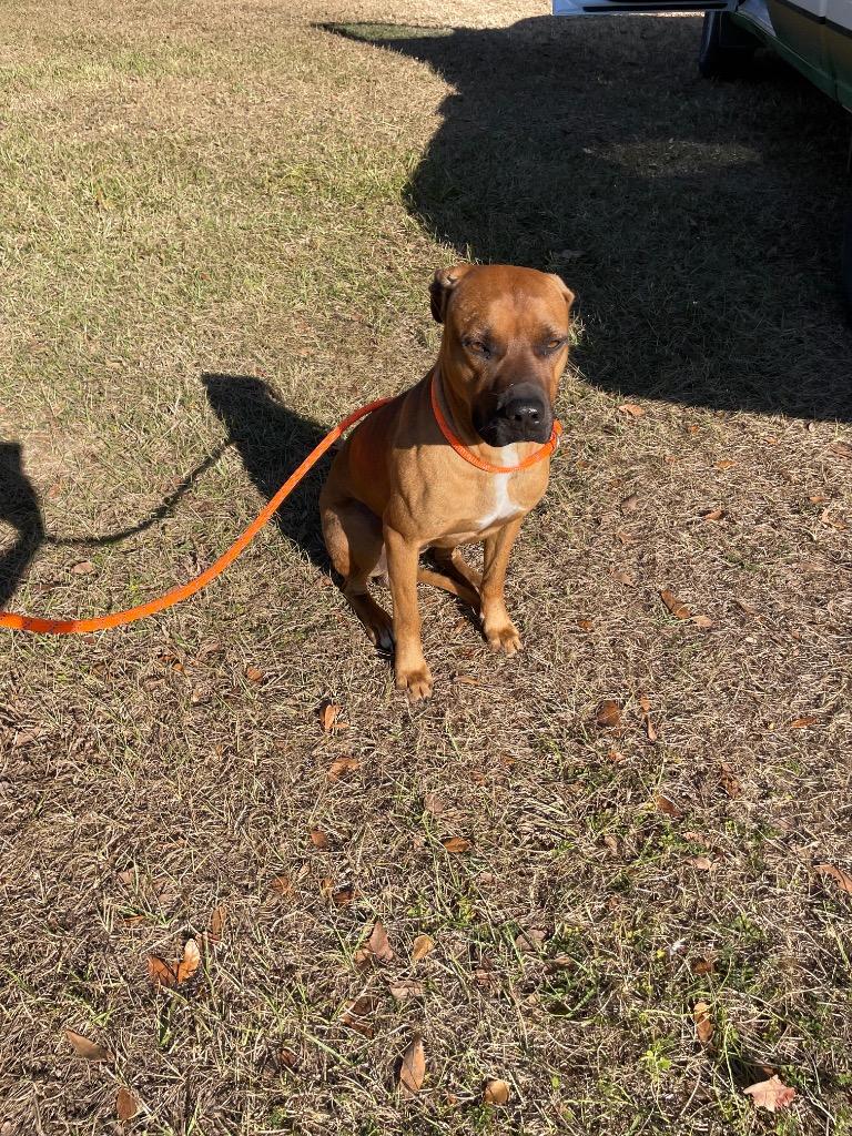 Enlarge Hank, a Adopted Black Mouth Cur in Wauchula, FL image 1/1