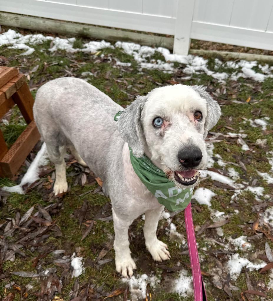 Enlarge Sammy, a Adoptable mixed breed in Logan, UT image 1/1