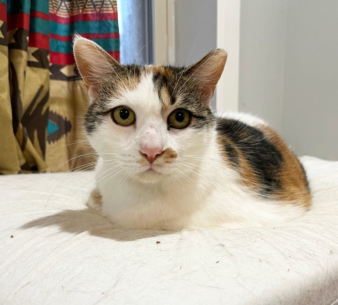 Bonnie the Beauty (sponsored adoption fee), Adoptable, Adult Female Calico.