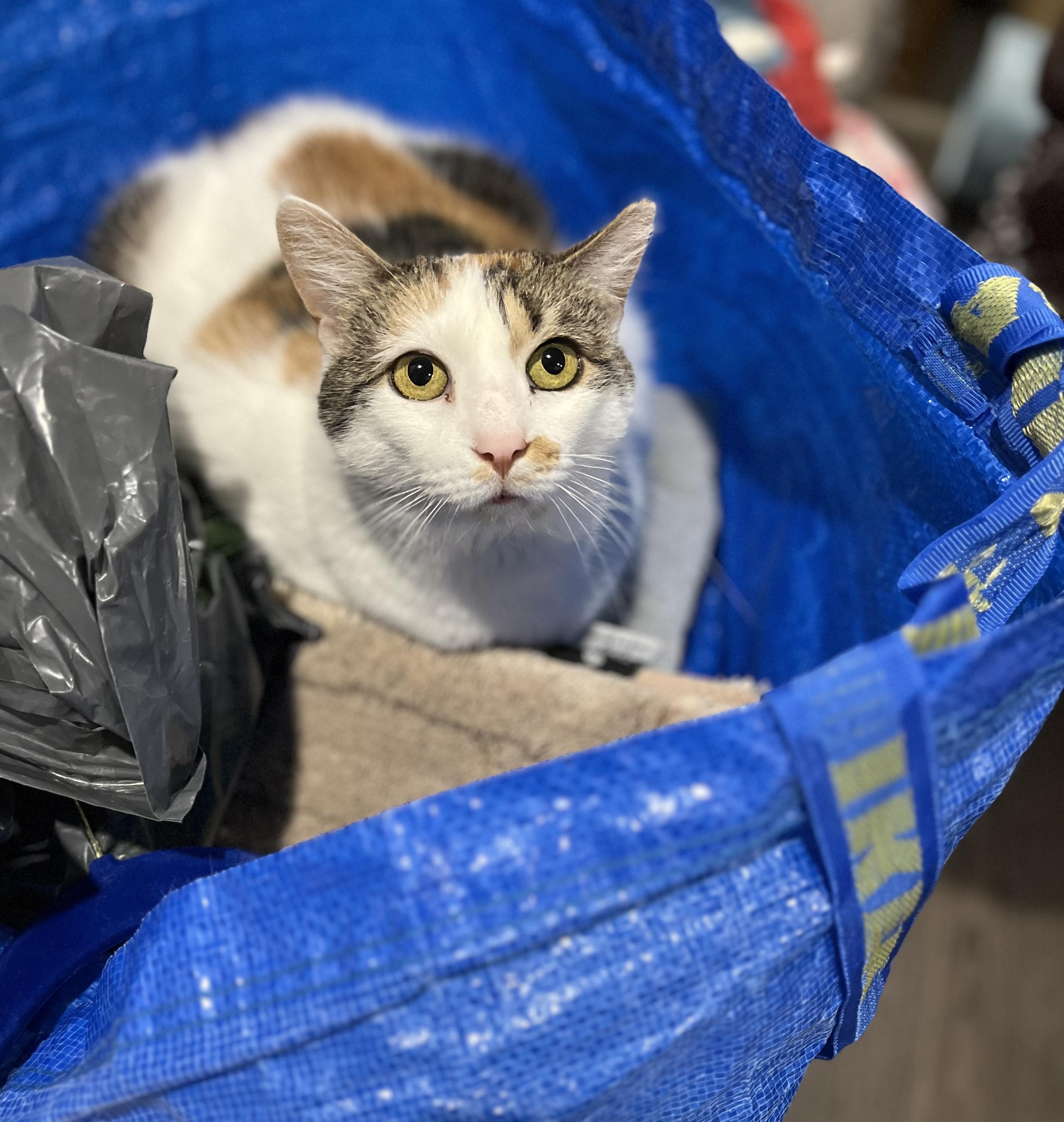 Bonnie the Beauty (sponsored adoption fee), a Adoptable Calico in Philadelphia, PA image 3/6
