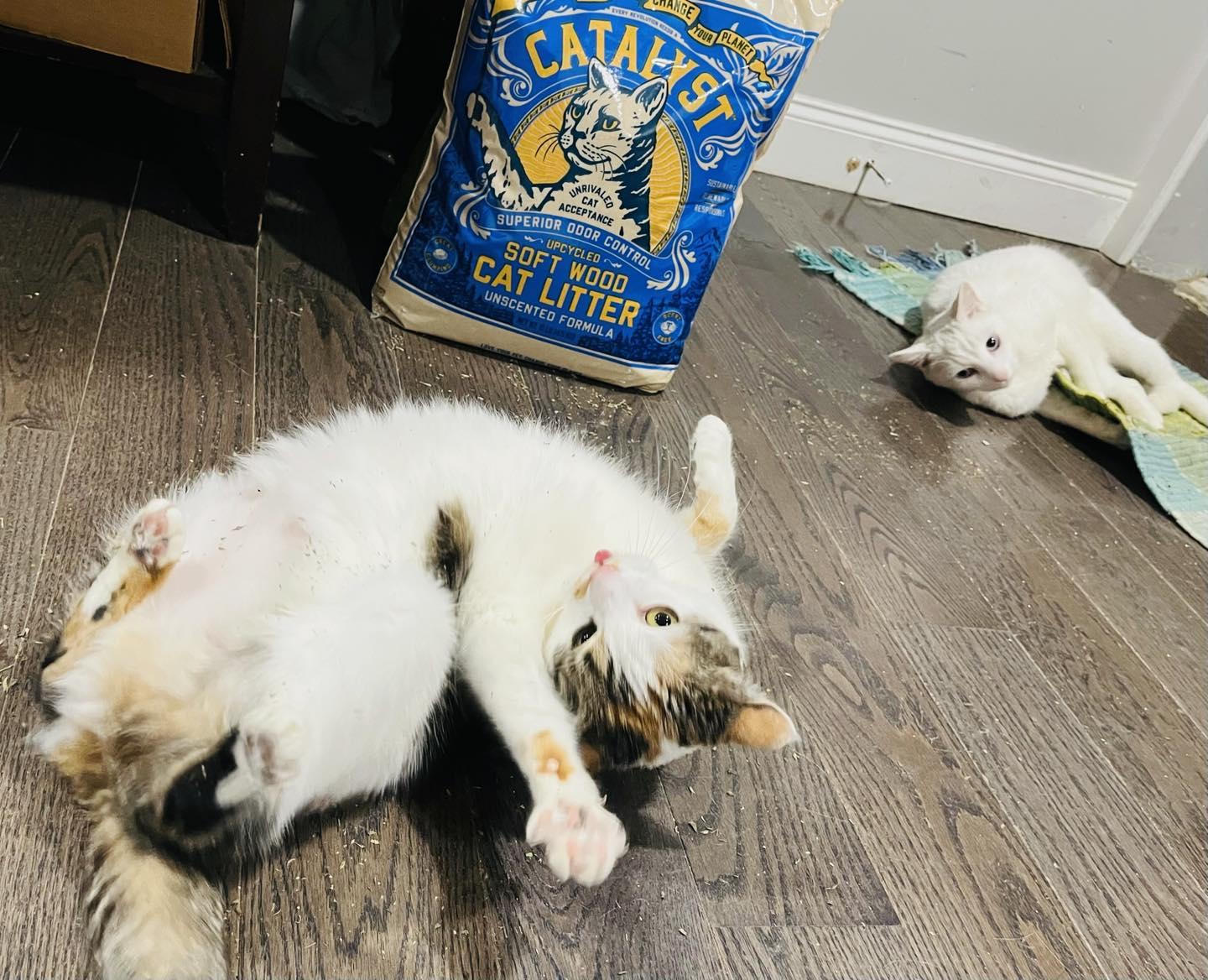 Bonnie the Beauty (sponsored adoption fee), a Adoptable Calico in Philadelphia, PA image 6/6