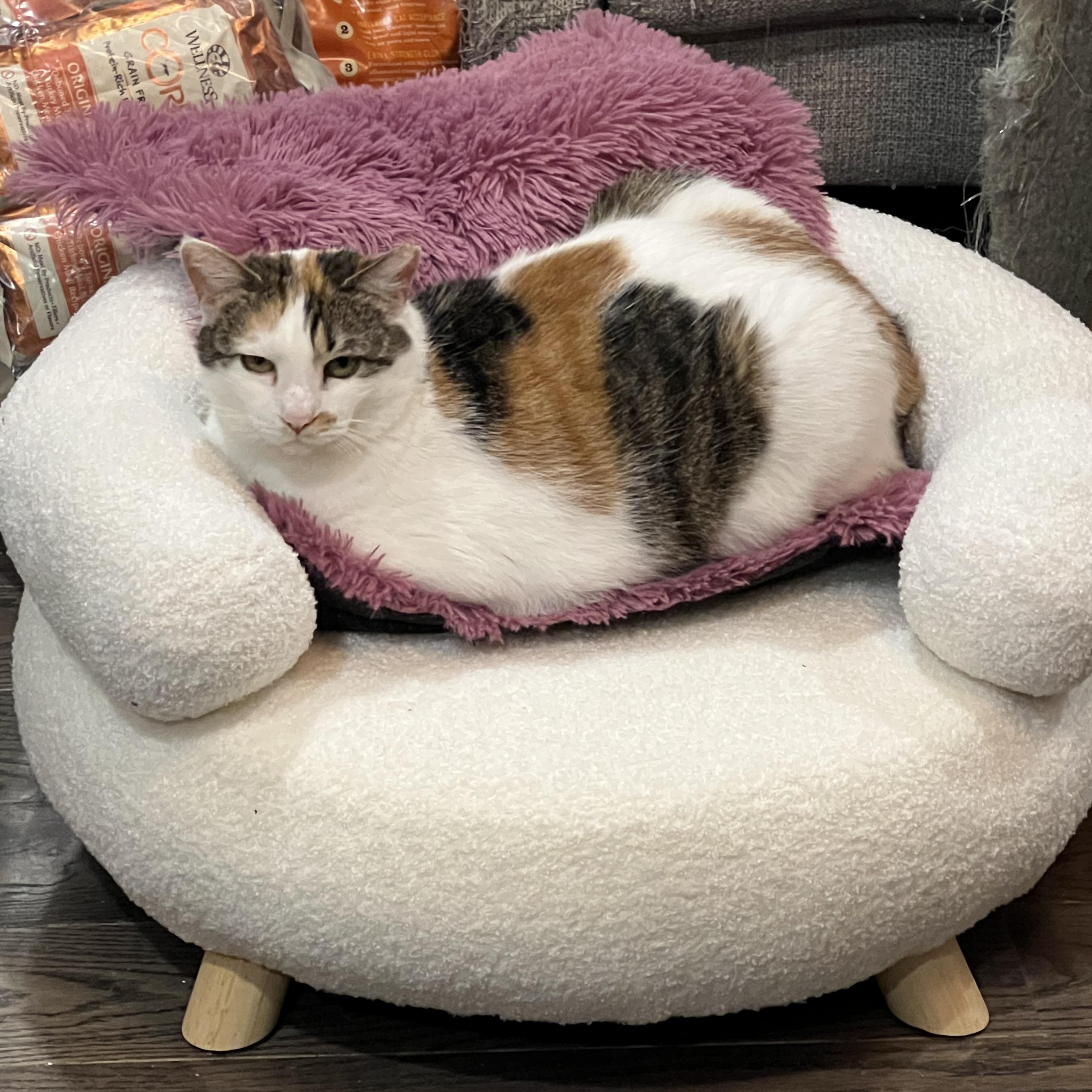 Bonnie the Beauty (sponsored adoption fee), a Adoptable Calico in Philadelphia, PA image 5/6