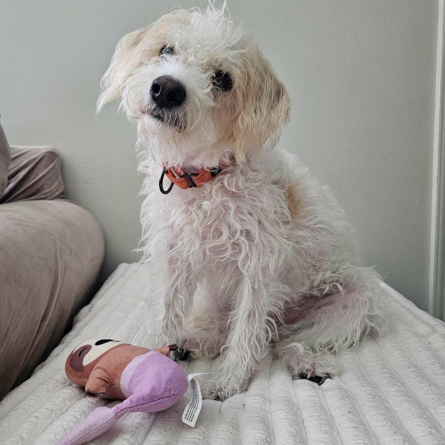 Enlarge Sweetie Pie, a Adopted mixed breed in Glastonbury, CT image 1/6