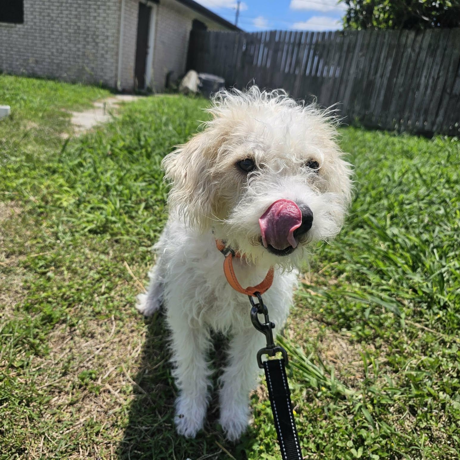 Enlarge Sweetie Pie, a Adopted mixed breed in Glastonbury, CT image 3/6