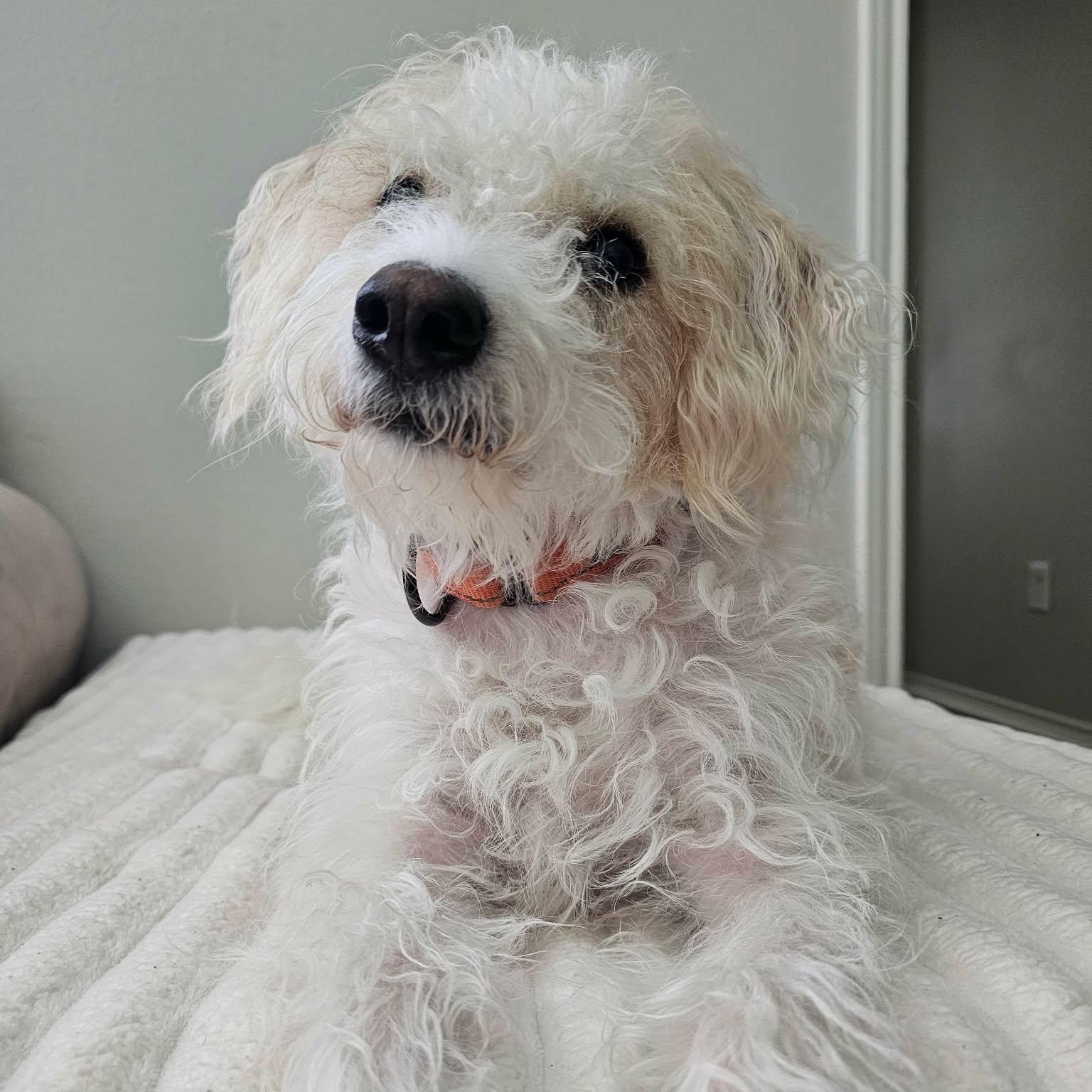 Enlarge Sweetie Pie, a Adopted mixed breed in Glastonbury, CT image 4/6