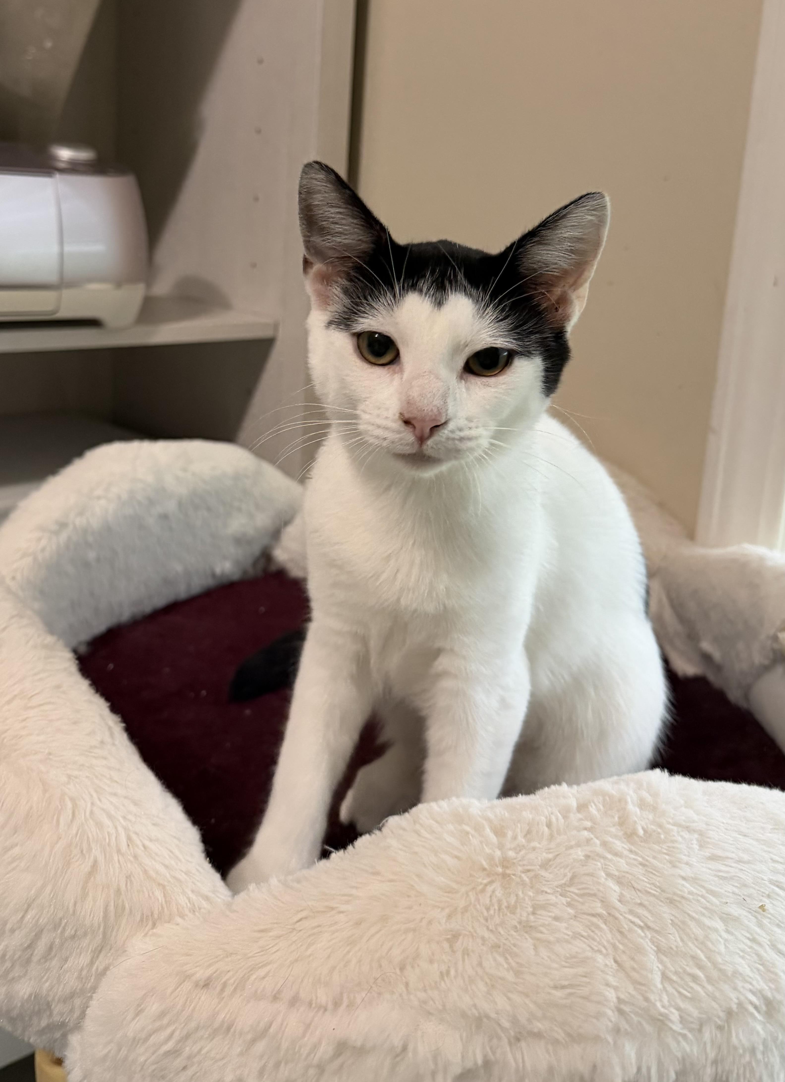 Enlarge Babybel, a Adopted Domestic Short Hair in Lacona, NY image 4/4