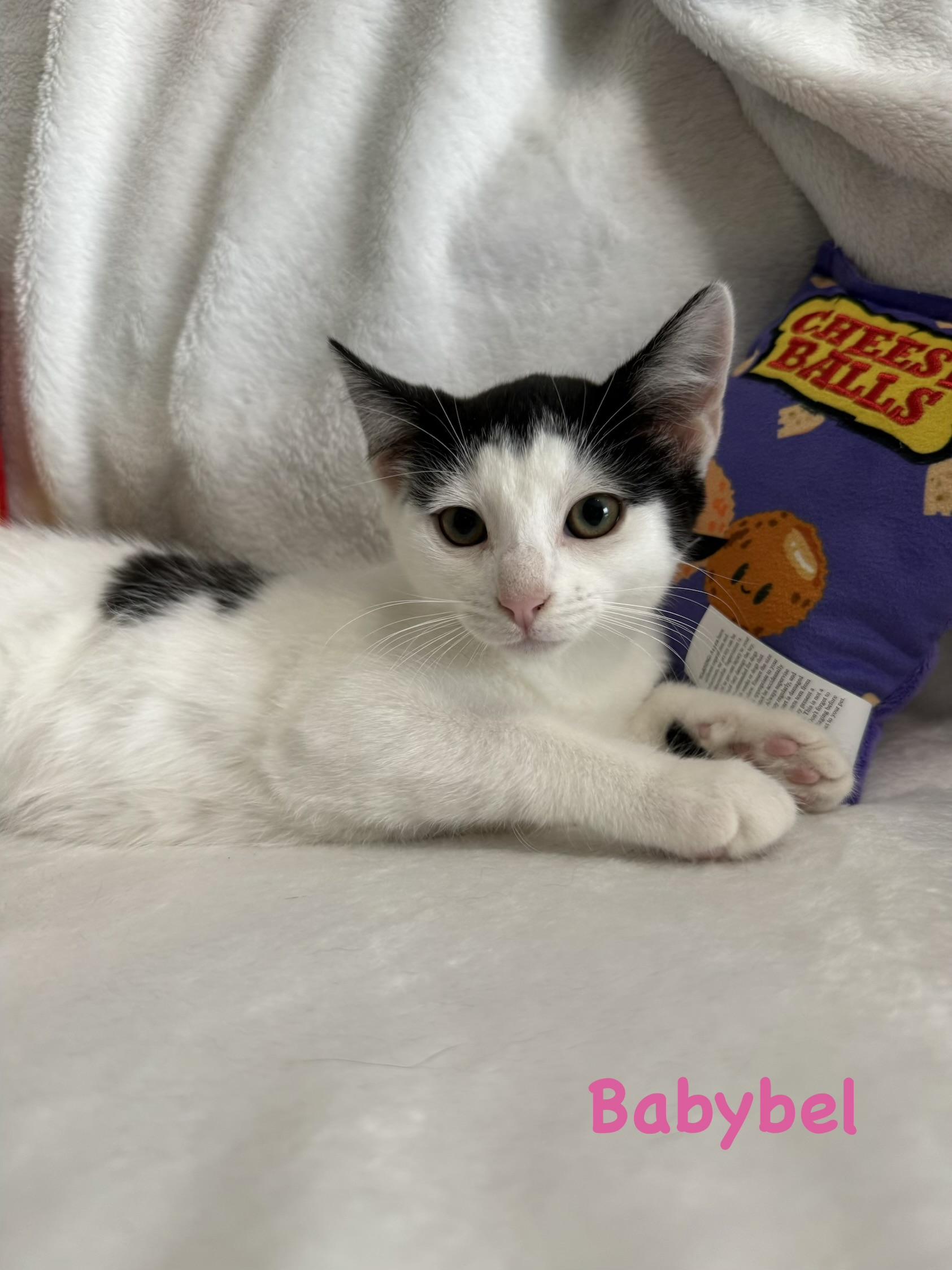 Enlarge Babybel, a Adopted Domestic Short Hair in Lacona, NY image 3/4