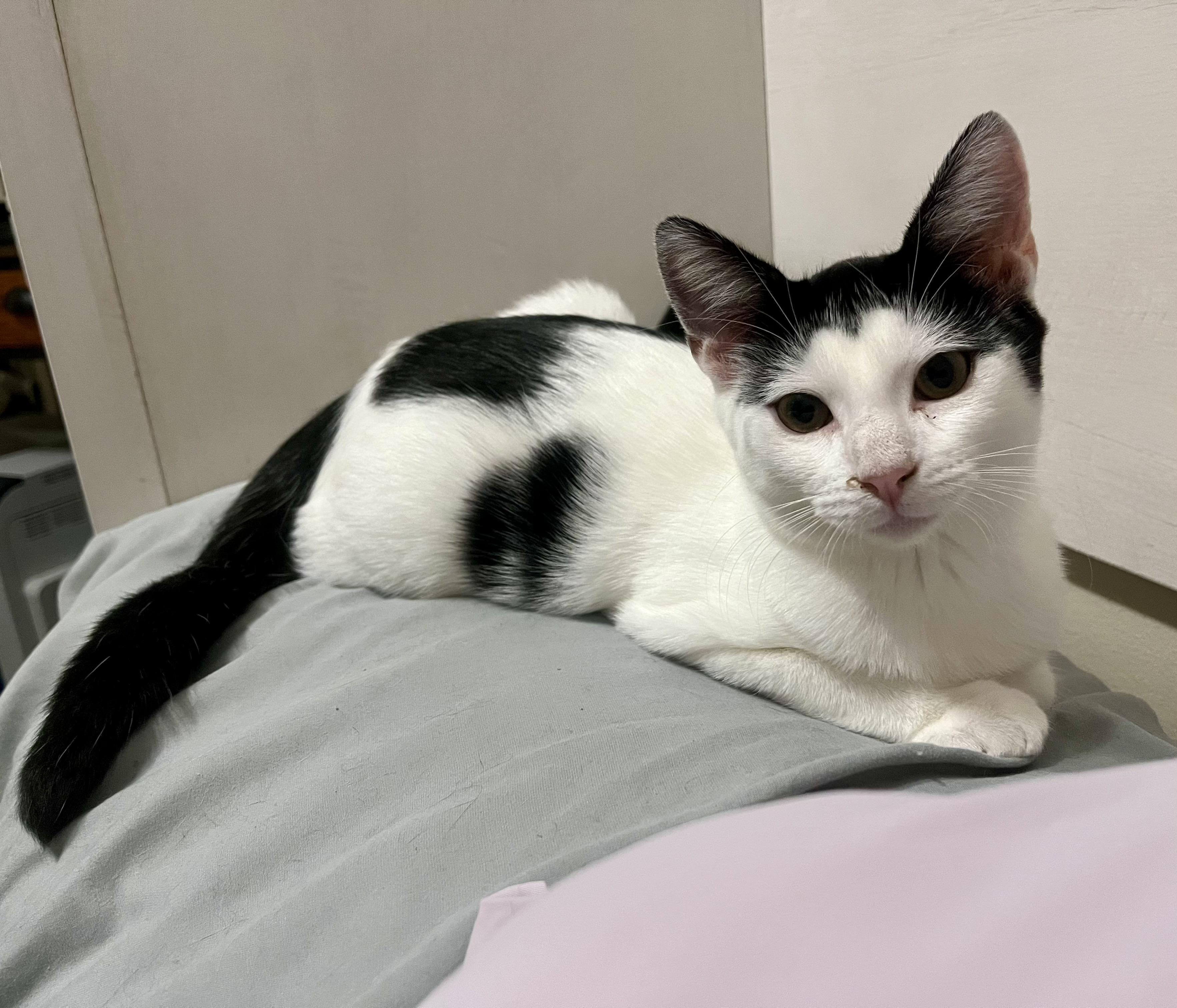 Enlarge Babybel, a Adopted Domestic Short Hair in Lacona, NY image 1/4