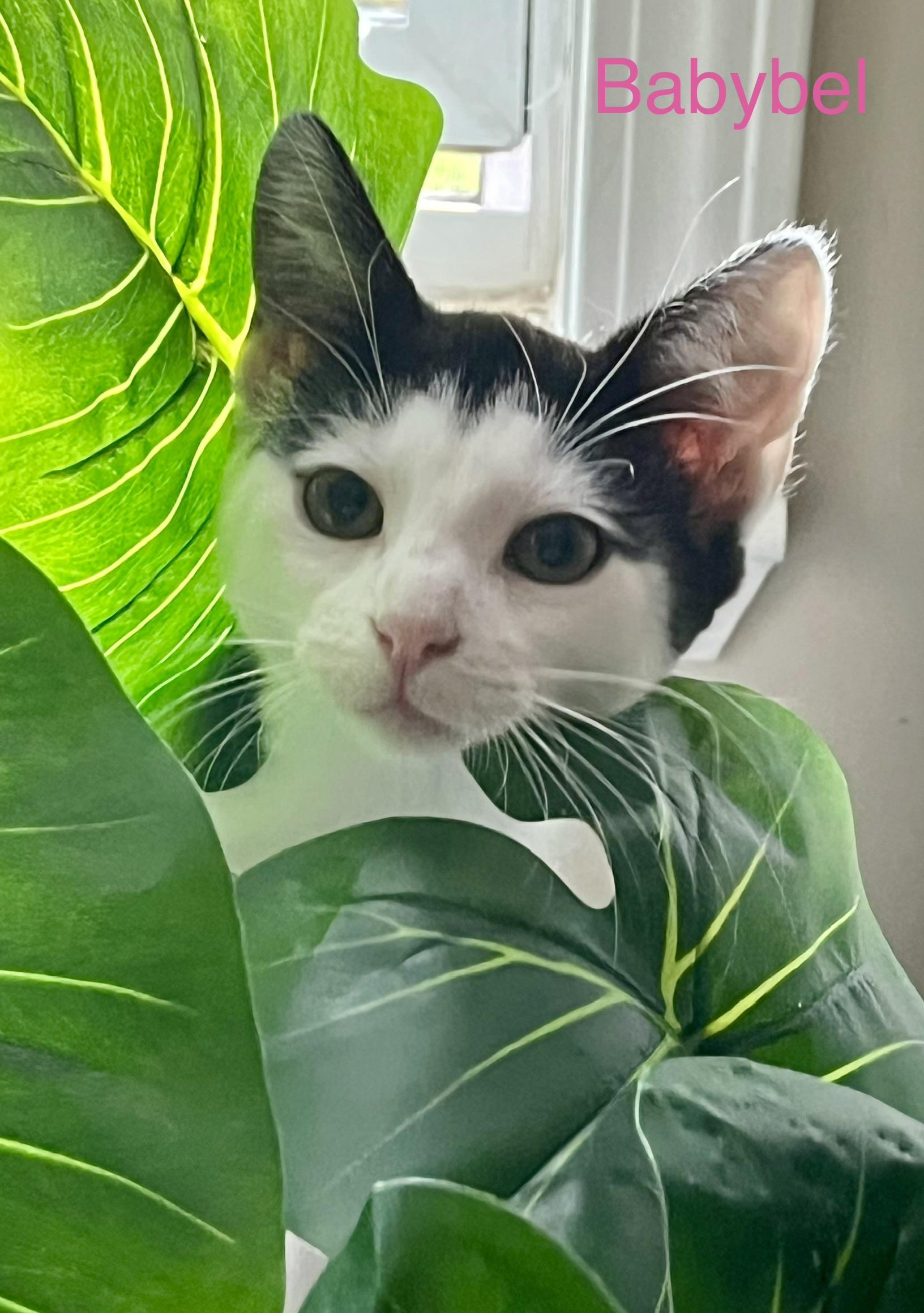 Enlarge Babybel, a Adopted Domestic Short Hair in Lacona, NY image 2/4