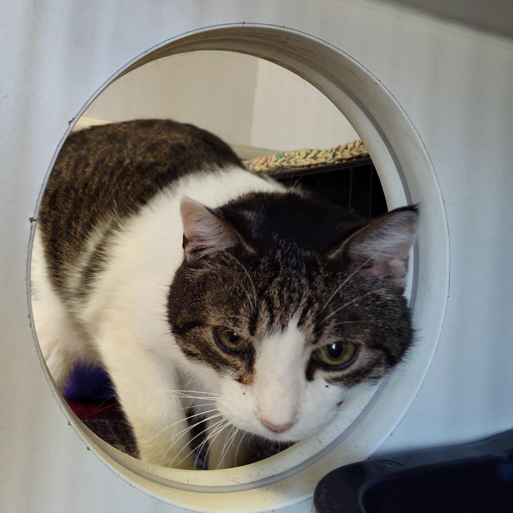 Enlarge Charlie, a Adoptable Domestic Short Hair in Norfolk, NE image 1/3