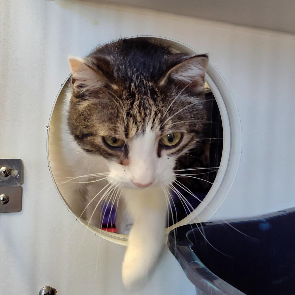 Enlarge Charlie, a Adoptable Domestic Short Hair in Norfolk, NE image 2/3