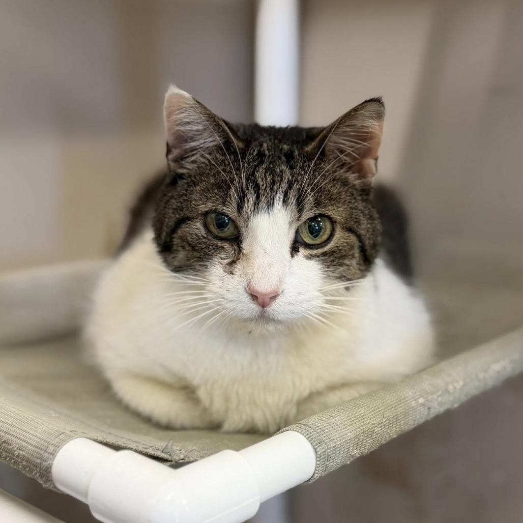 Enlarge Charlie, a Adoptable Domestic Short Hair in Norfolk, NE image 3/3