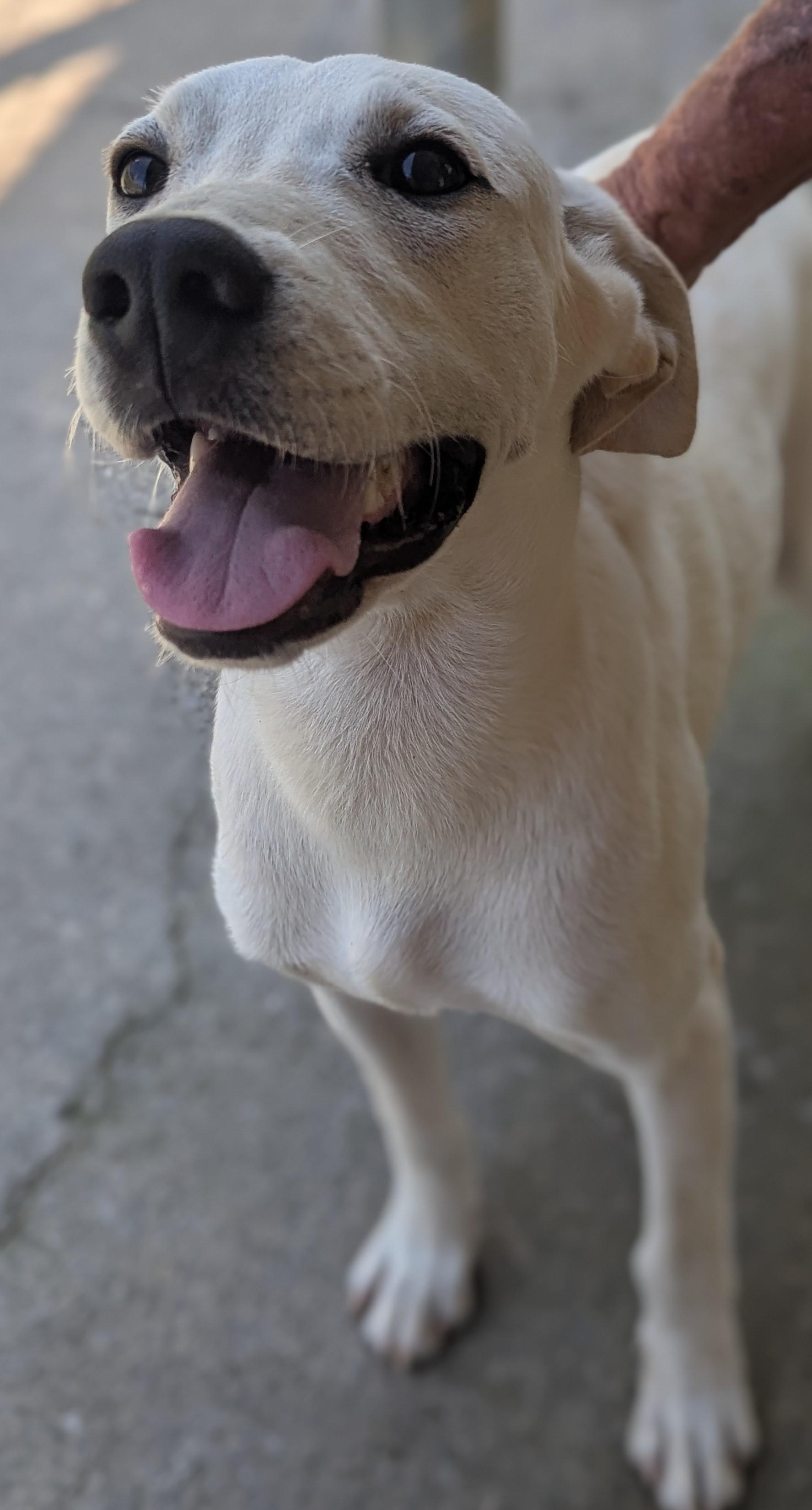 Monty (Courtesy Post), Adoptable, Young Male Mixed Breed.