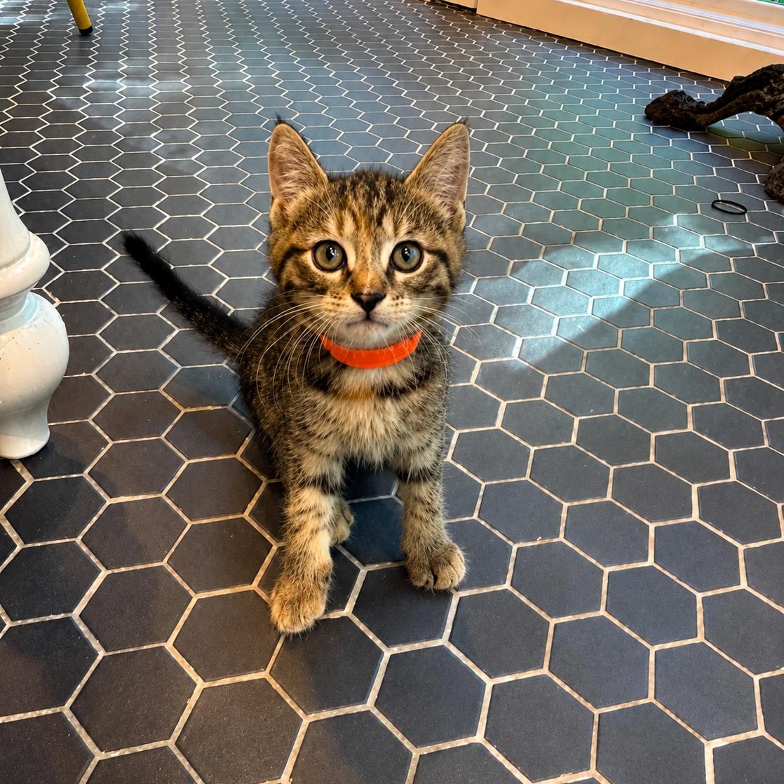 Lavender, Adoptable, Kitten Female Torbie & Domestic Short Hair.