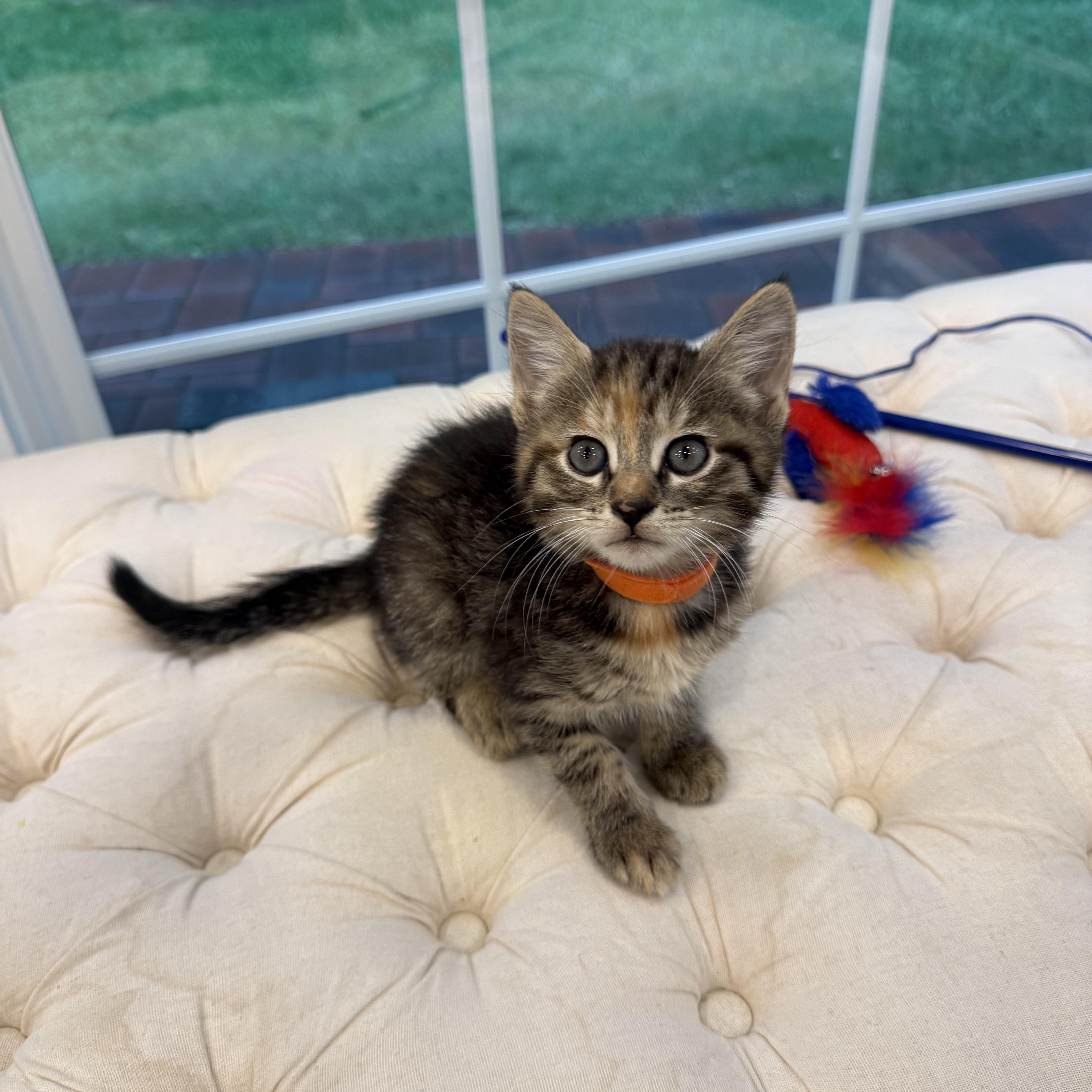 Enlarge Lavender, a Adoptable mixed breed in Moriches, NY image 2/4