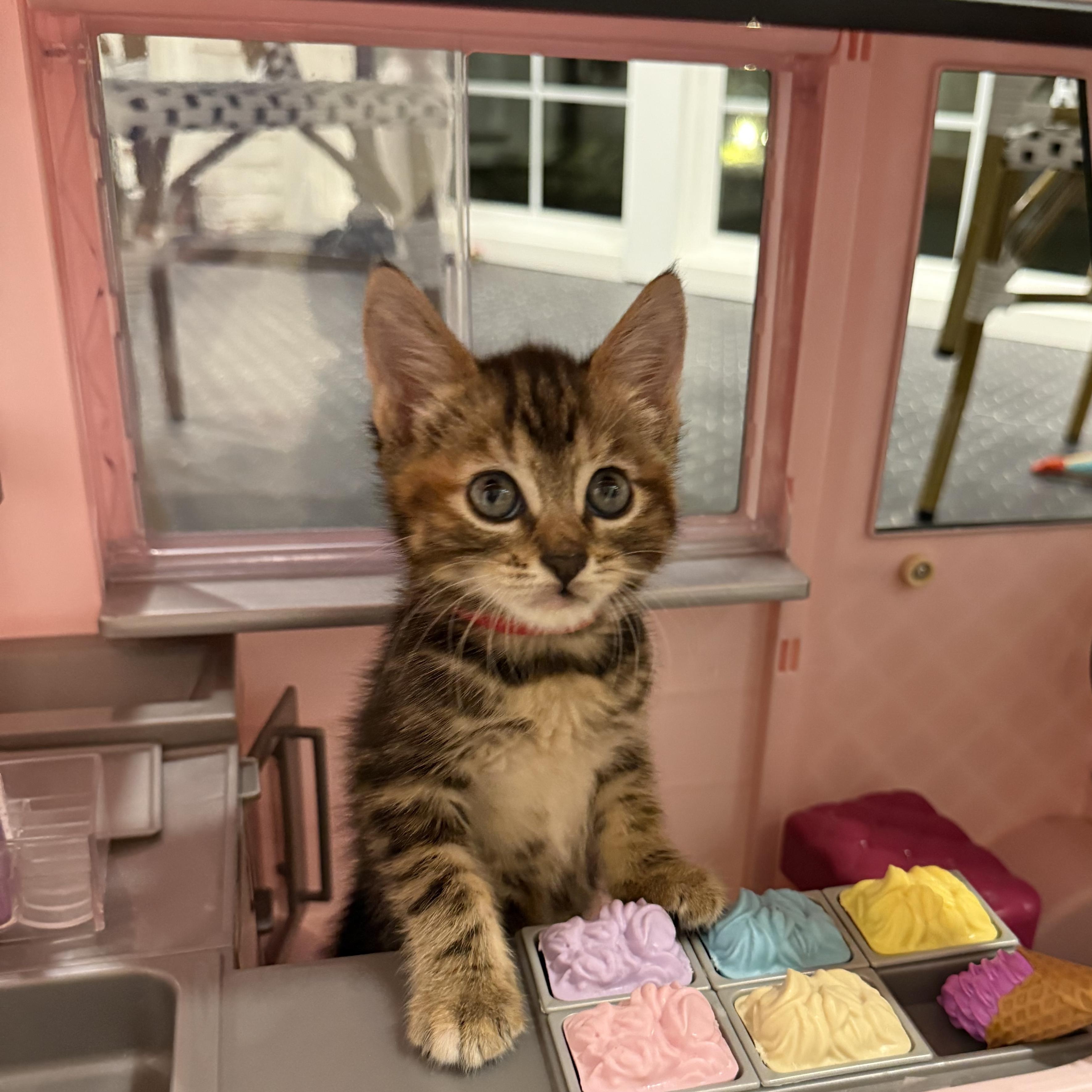 Enlarge Lavender, a Adoptable mixed breed in Moriches, NY image 3/4