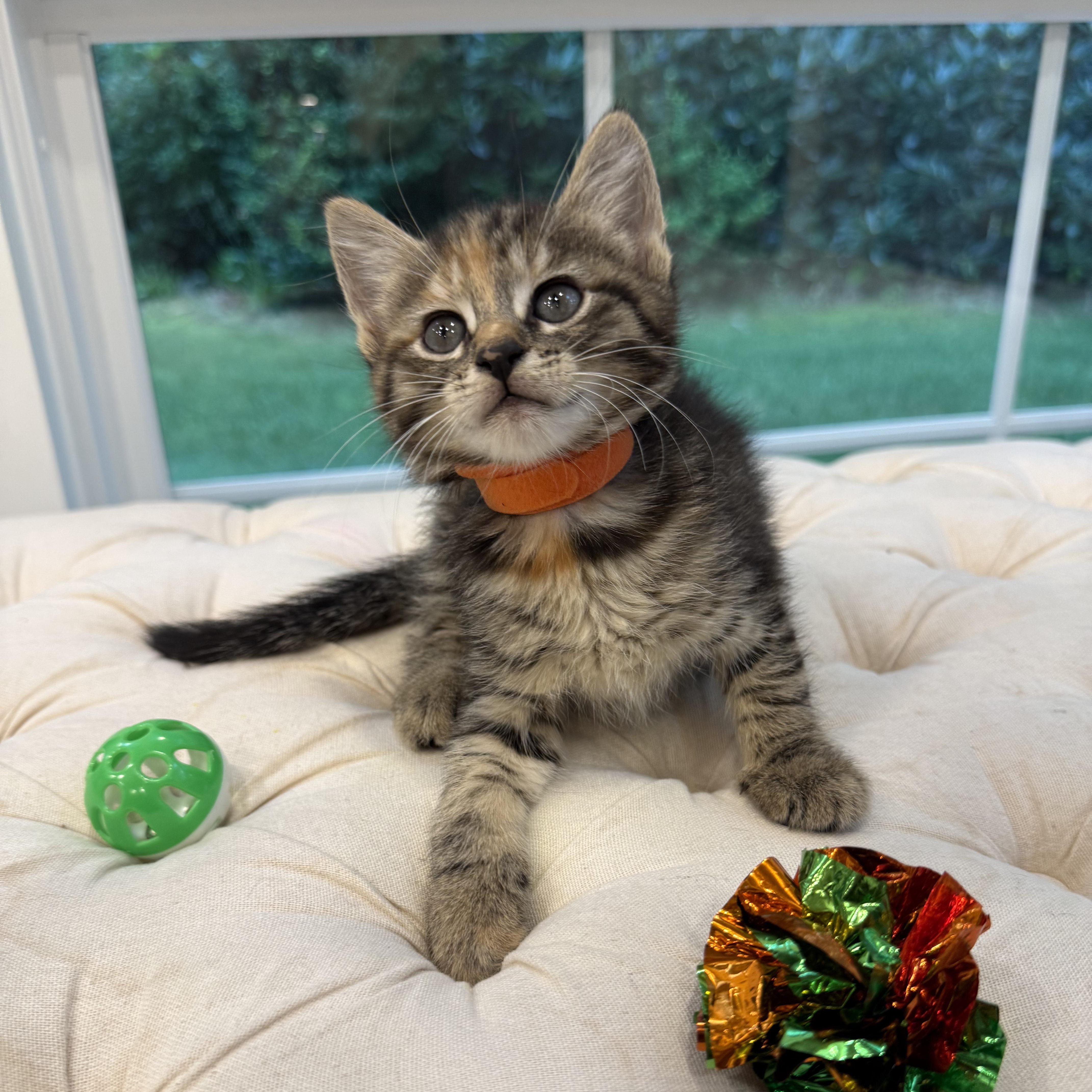 Enlarge Lavender, a Adoptable mixed breed in Moriches, NY image 4/4