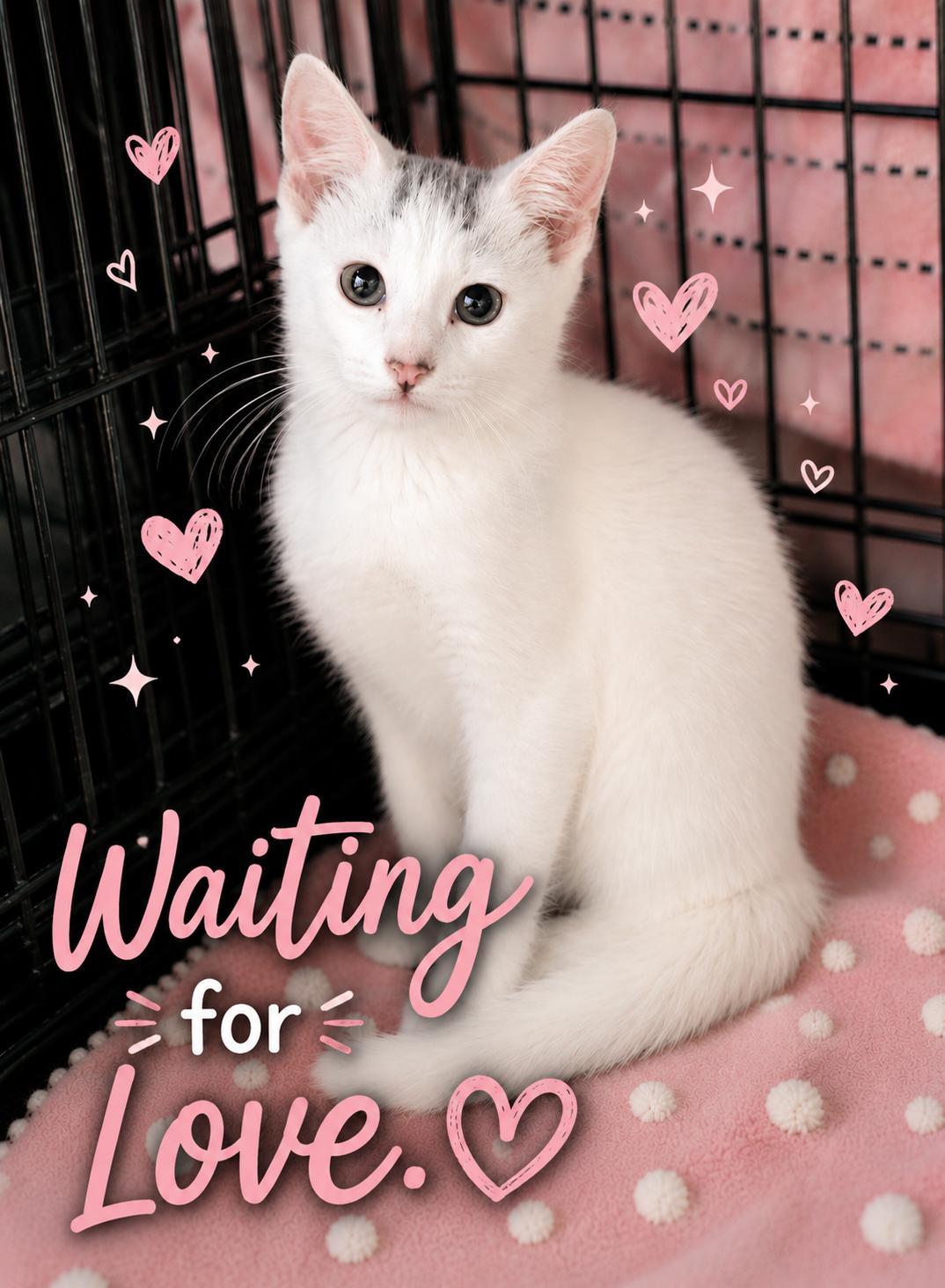 Enlarge Roman, an adopted Domestic Short Hair in Mansfield, MA image 1/1