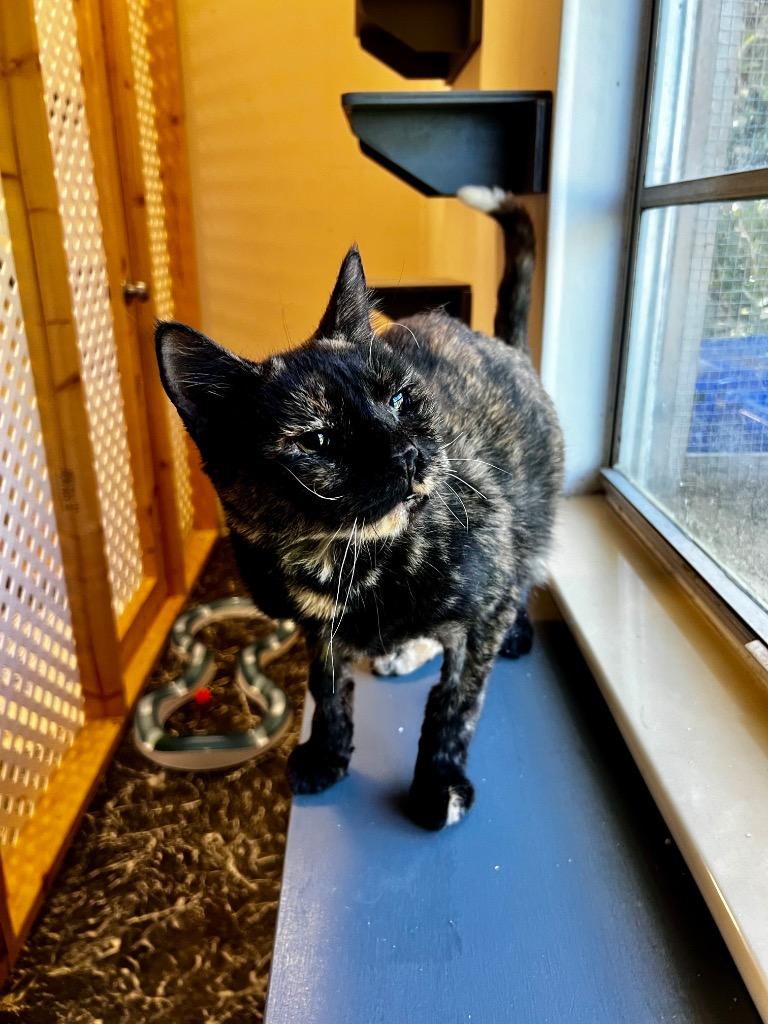 Facade, Adoptable, Adult Female Domestic Medium Hair.