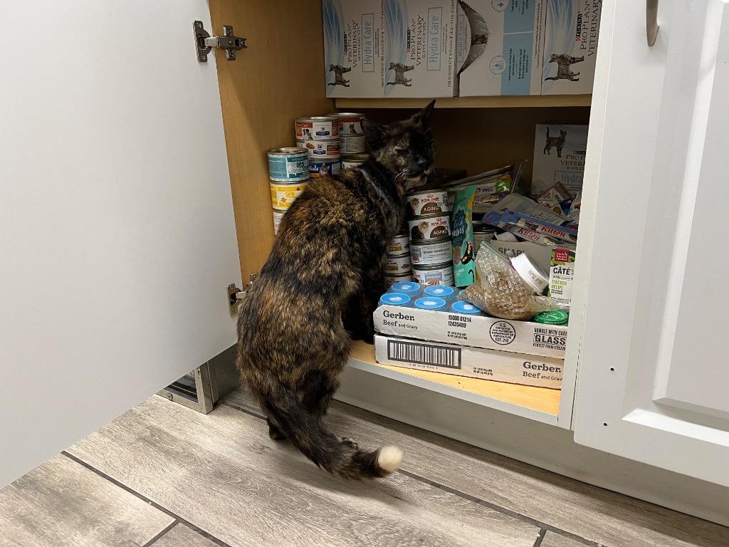 Facade, a Adoptable mixed breed in Sebastian, FL image 2/6