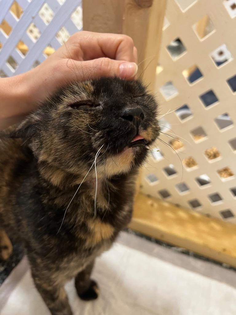 Facade, Adoptable, Adult Female Domestic Medium Hair.