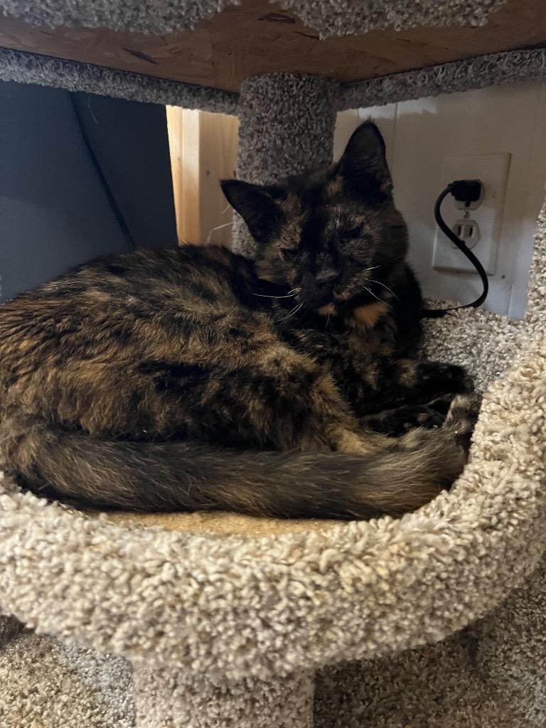 Enlarge Facade, a Adoptable mixed breed in Sebastian, FL image 4/6