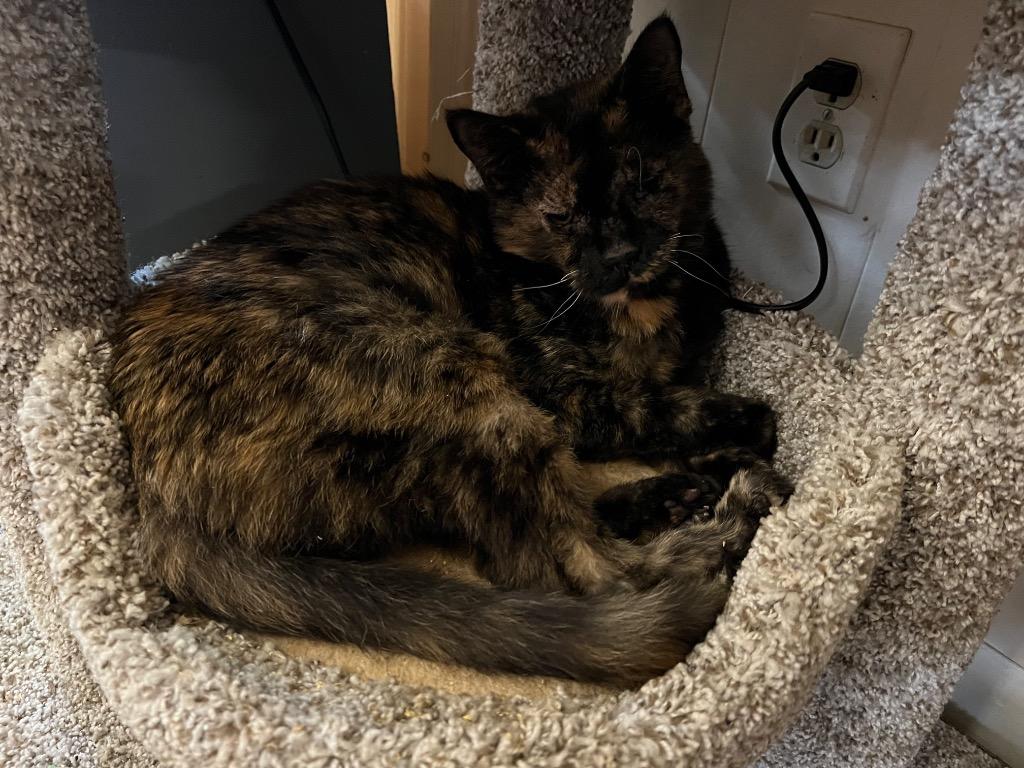 Enlarge Facade, a Adoptable mixed breed in Sebastian, FL image 6/6