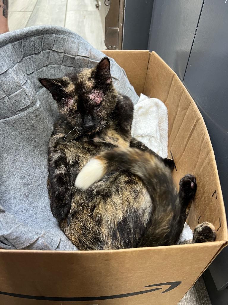 Facade, a Adoptable mixed breed in Sebastian, FL image 6/6